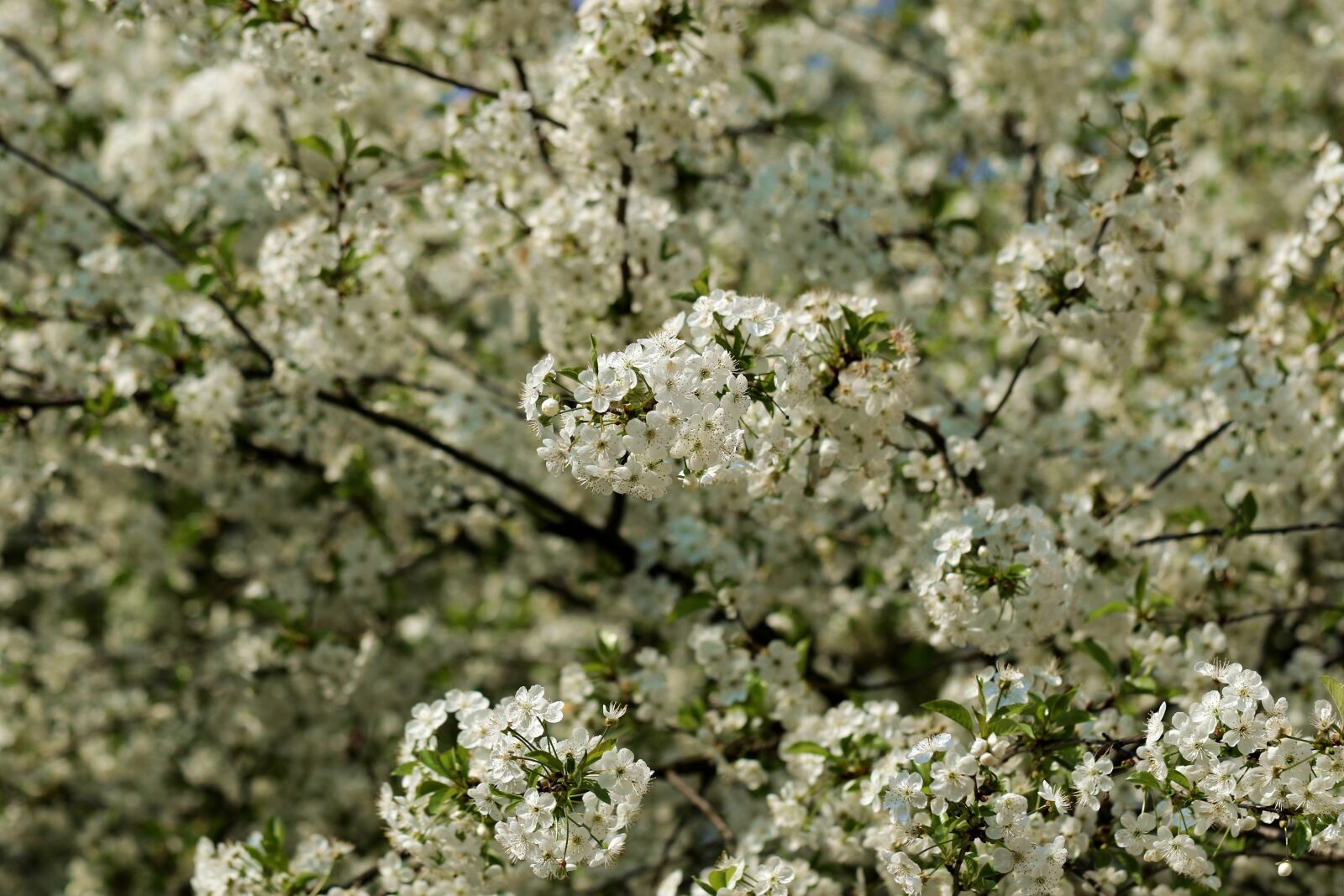 Canon EOS 7D Mark II sample photo. Cherry, cherry blossom, spring photography