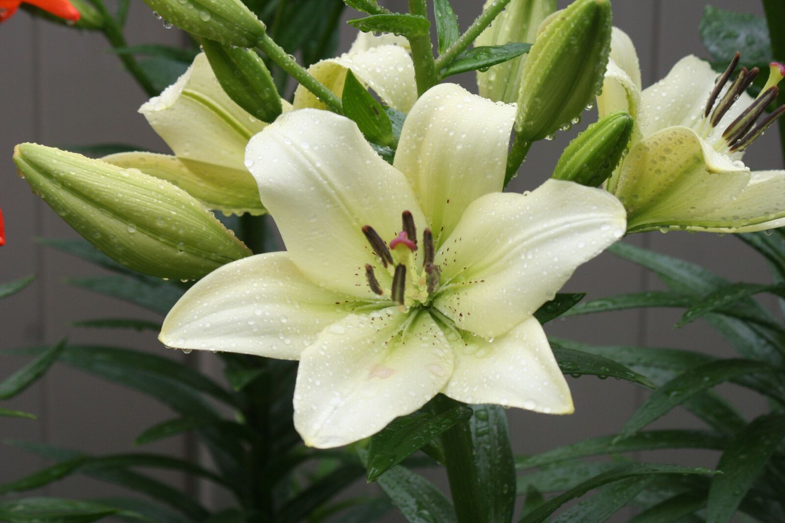 Canon EOS 350D (EOS Digital Rebel XT / EOS Kiss Digital N) sample photo. Flower, lily, flower garden photography