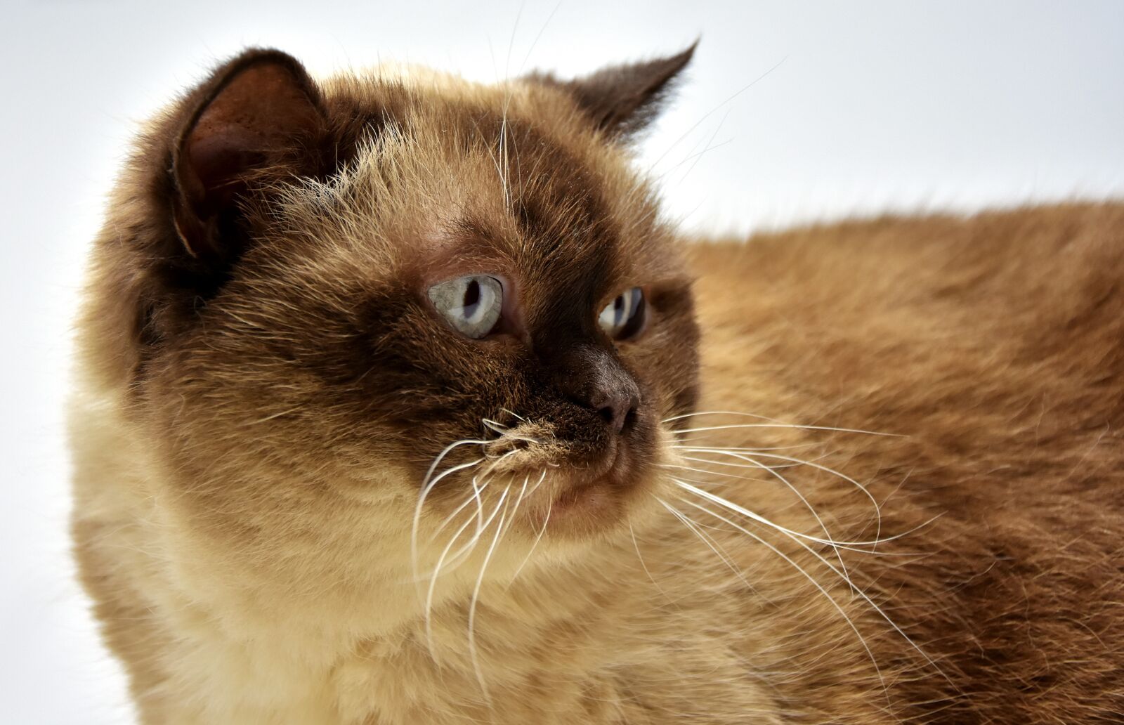 Nikon D7200 sample photo. British shorthair, cat, pet photography