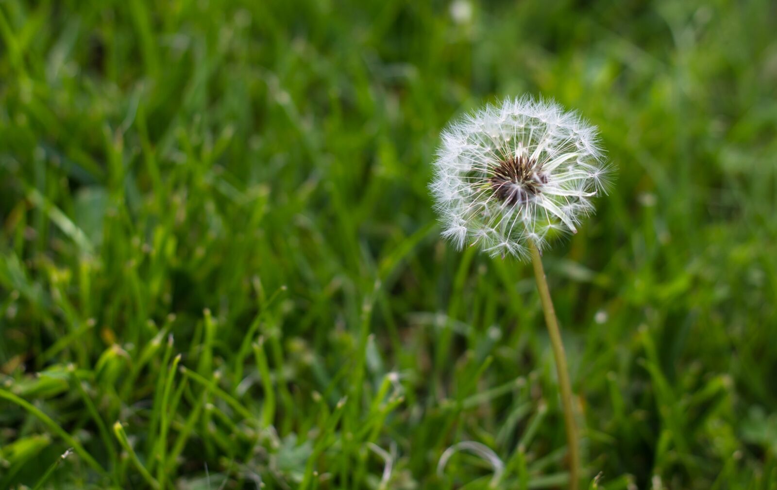 Canon EOS 1100D (EOS Rebel T3 / EOS Kiss X50) + Canon EF 50mm F1.8 II sample photo. Dandelion, grass, natural photography