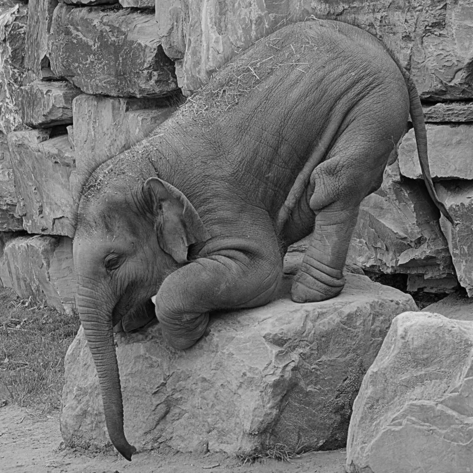 Nikon D5200 sample photo. Elephant, animal, trunk photography