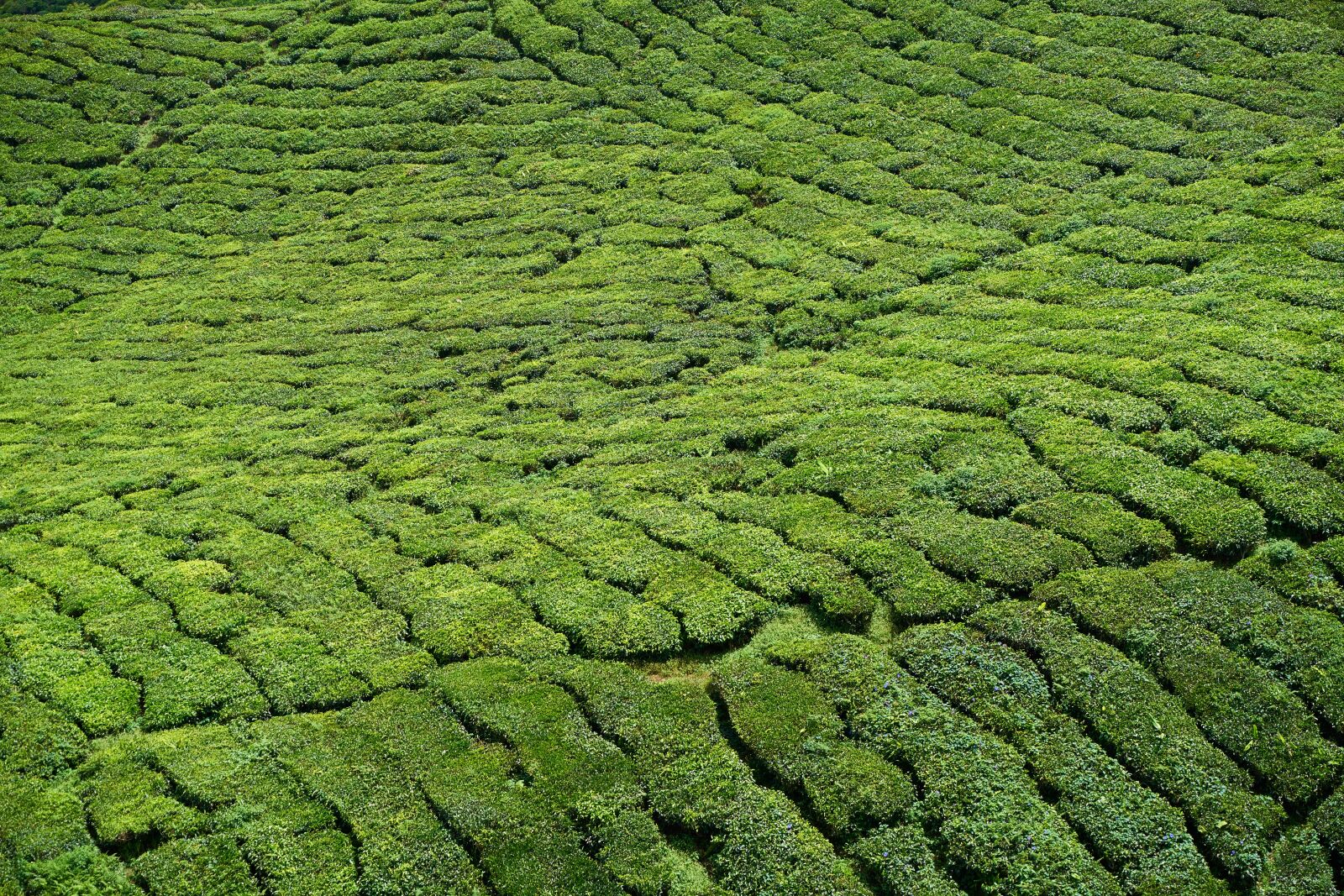 Sony a7R II sample photo. Tea, tea plants, field photography