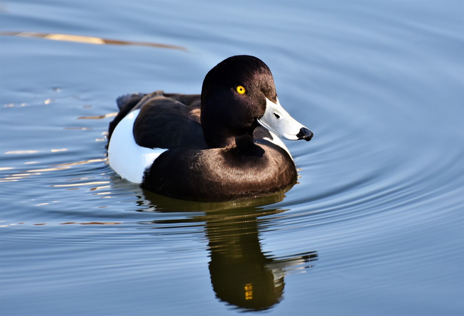 Nikon D7200 sample photo. Violet duck, small mountain photography