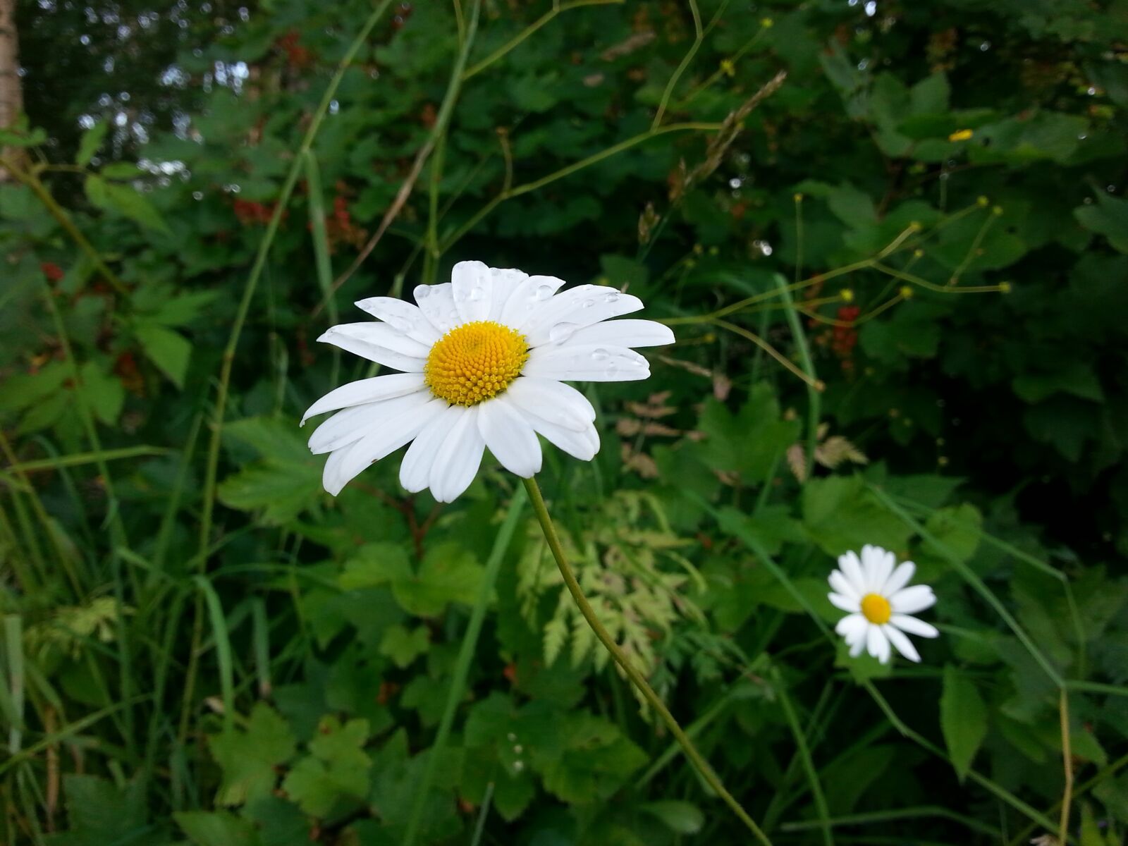 Samsung Galaxy S3 sample photo. Flower, daisy, summer photography