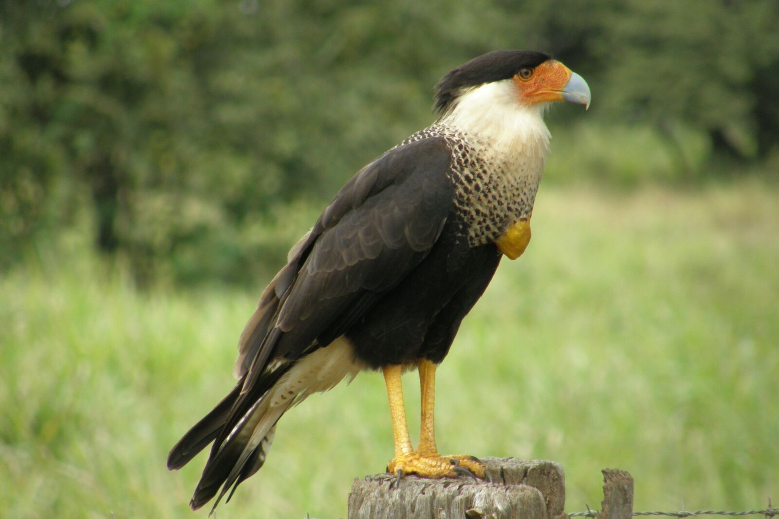 Olympus SP550UZ sample photo. Bird, cerrado, animal photography
