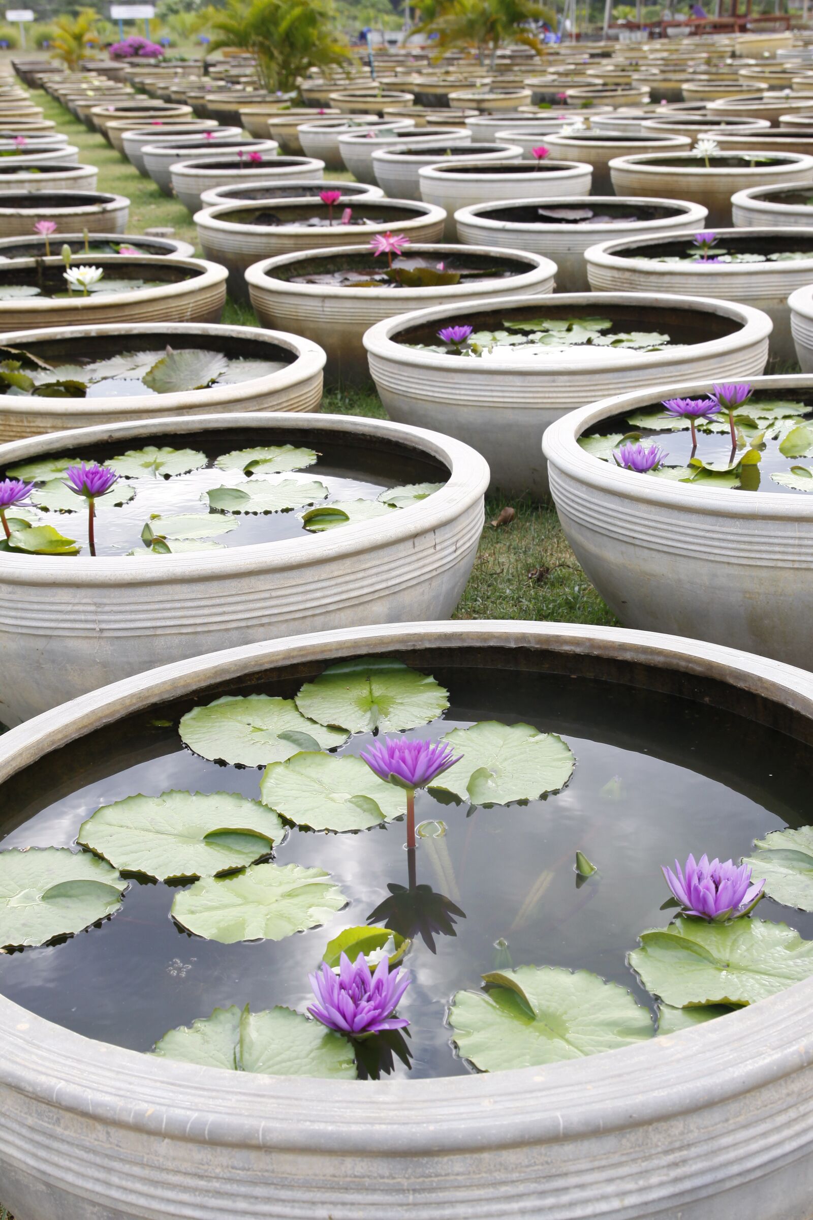 Canon EOS 50D sample photo. Water lily, garden pond photography