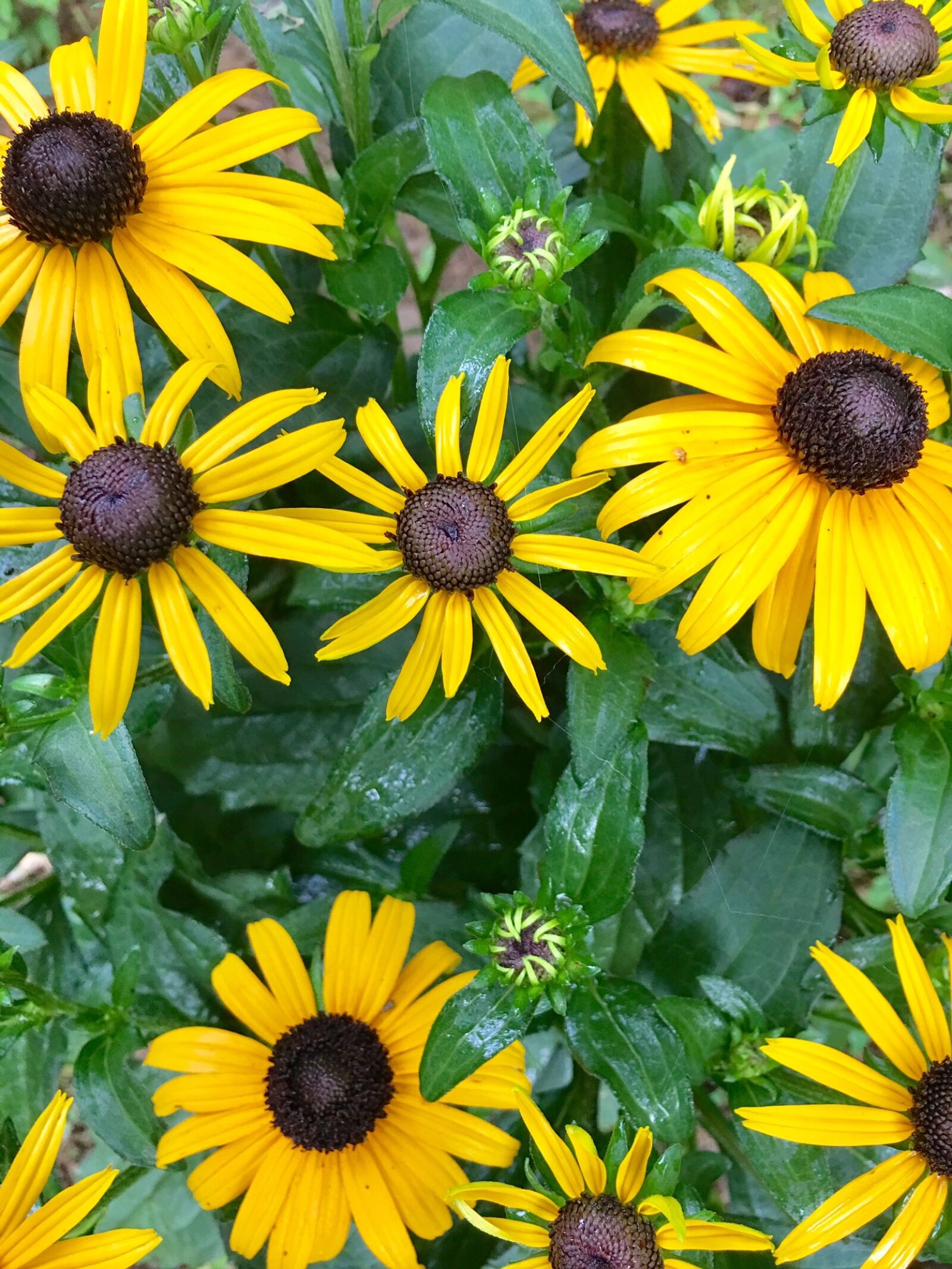 iPhone 6s Plus back camera 4.15mm f/2.2 sample photo. Flowers, yellow, black eyed photography