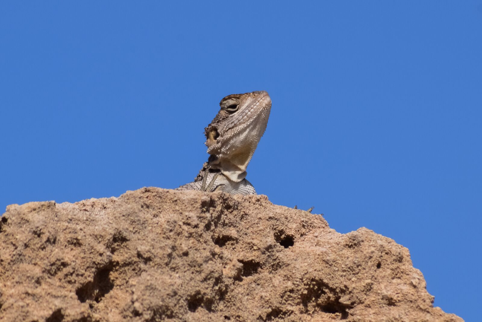 Nikon D3300 sample photo. Laudakia stellio cypriaca, kurkutas photography