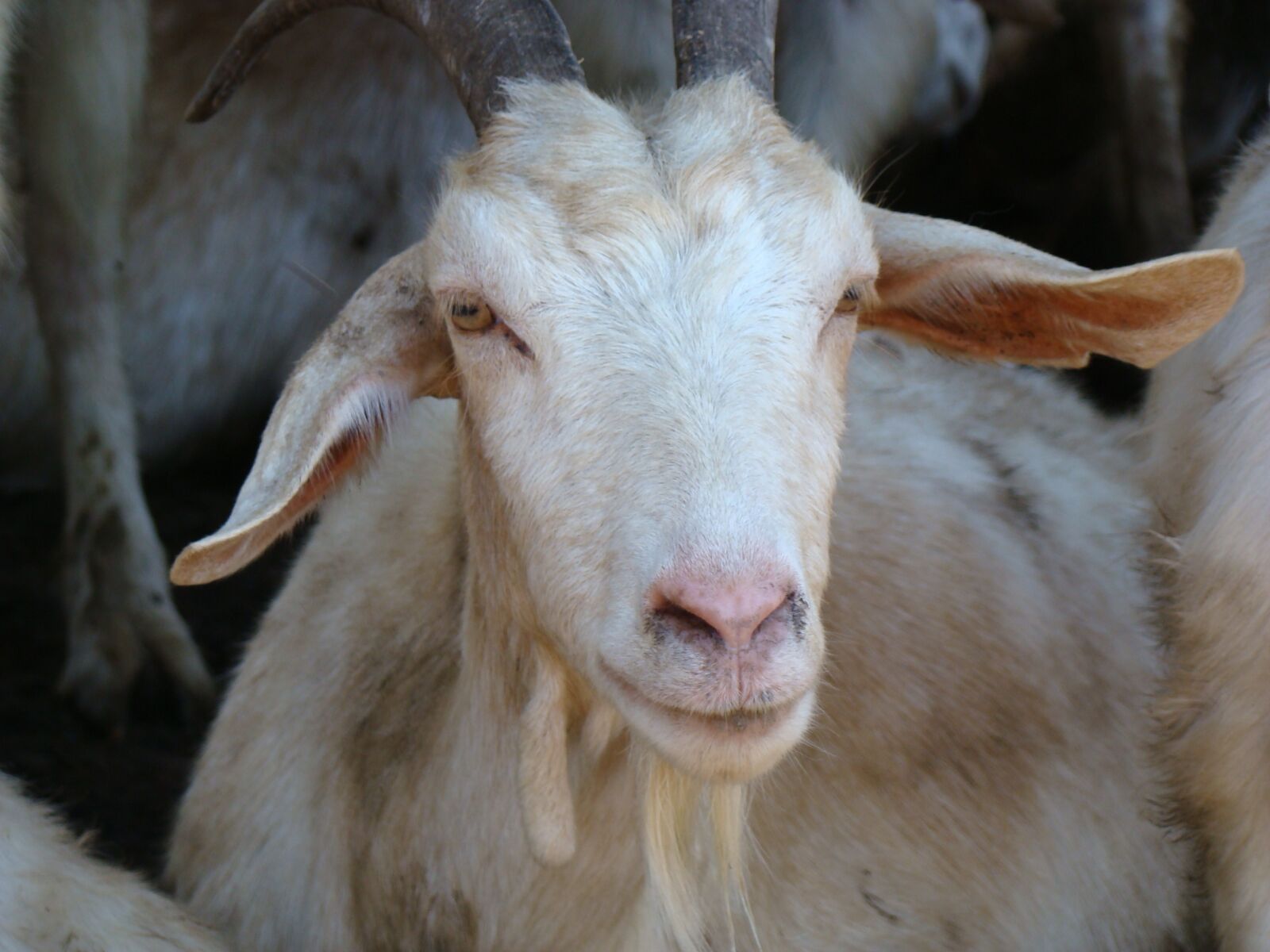 Sony DSC-H9 sample photo. Farm, goat, animal photography