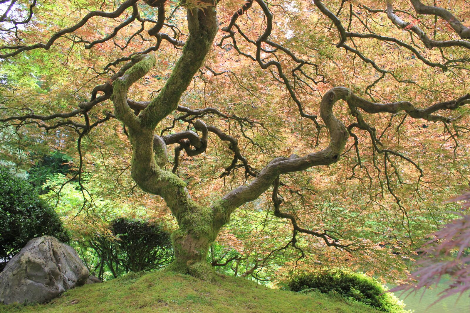 Canon EOS 550D (EOS Rebel T2i / EOS Kiss X4) sample photo. Tree, japanese garden, plant photography