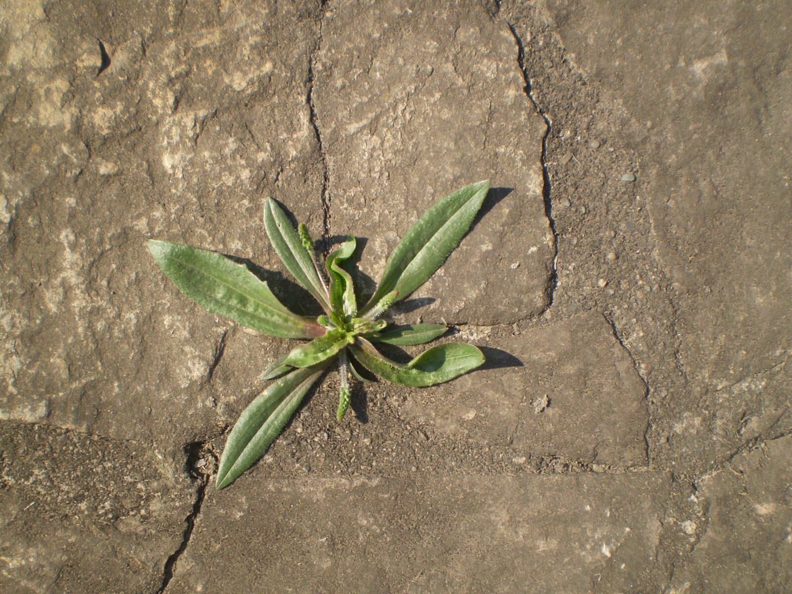 Olympus FE210,X775 sample photo. Soil, plant, wild photography
