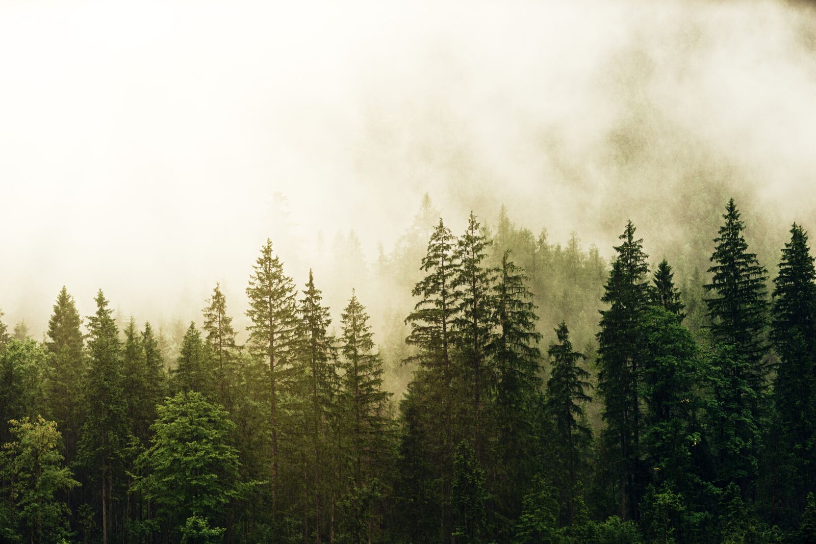 Sony DT 50mm F1.8 SAM sample photo. Fog, coniferous forest, morning photography