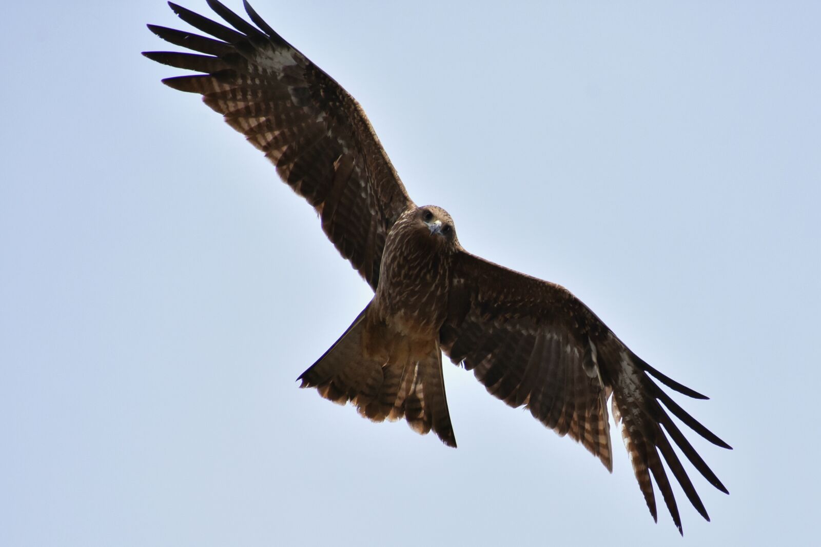 Nikon D7200 sample photo. Animal, sky, bird photography
