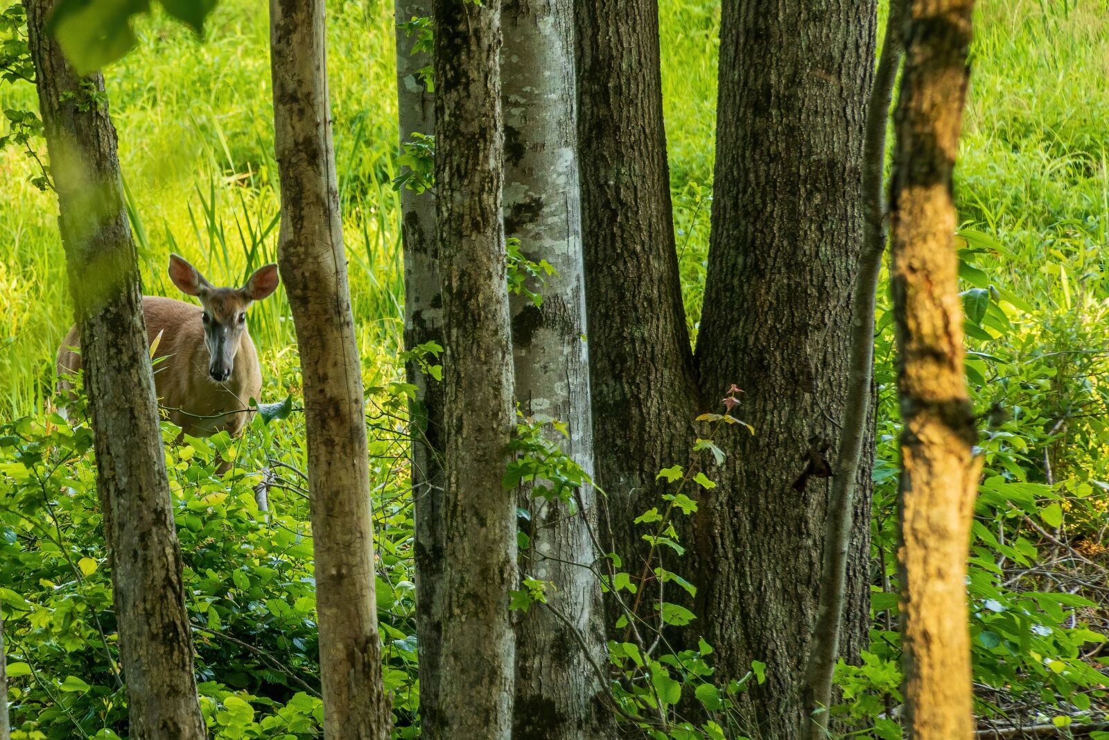 Sony a6400 + Sony E PZ 18-105mm F4 G OSS sample photo. Whitetail doe, whitetail deer photography