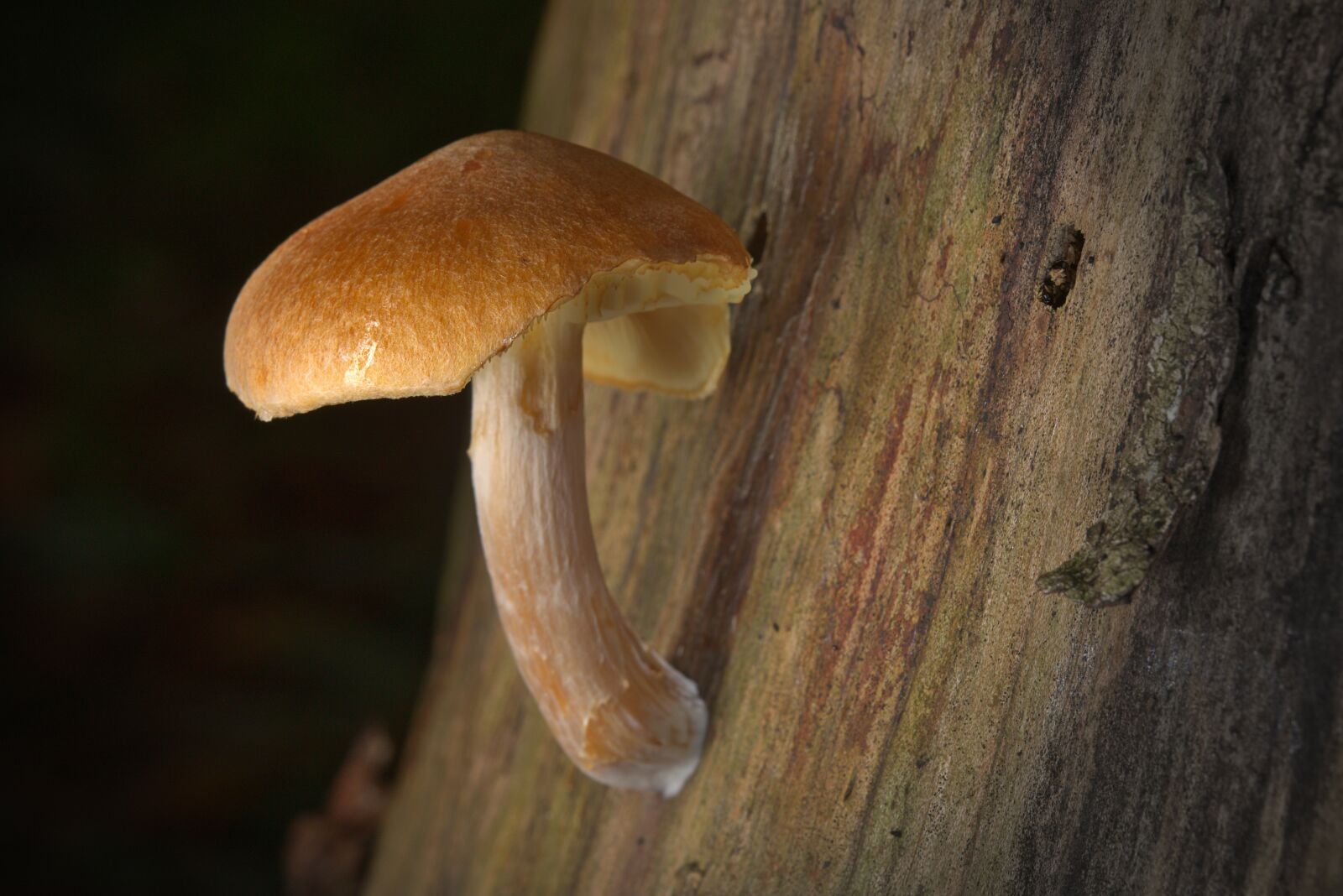 Canon EOS M5 + Canon EF-M 18-150mm F3.5-6.3 IS STM sample photo. Mushroom, forest, close up photography