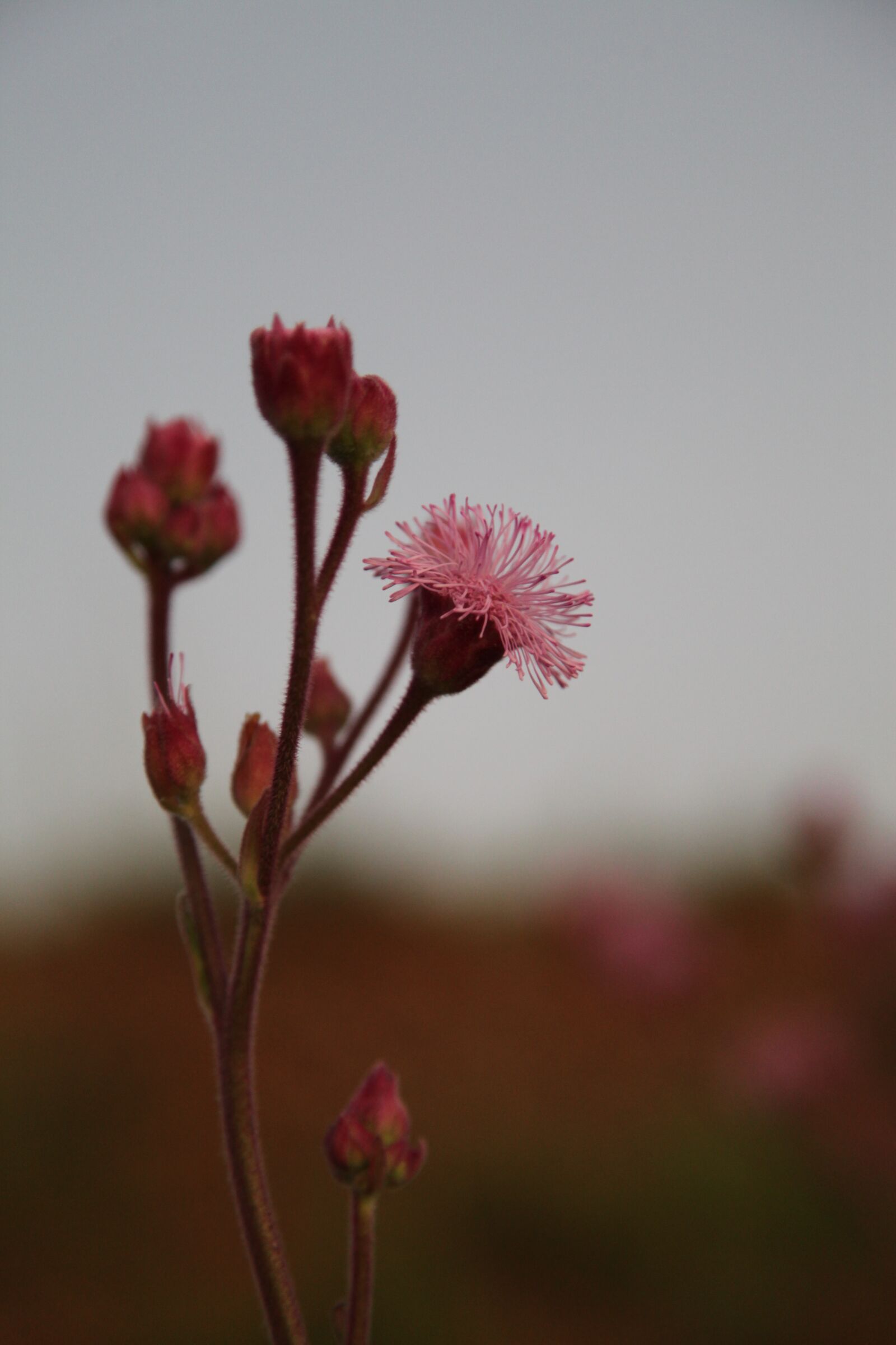 Canon EOS 5D Mark II sample photo. Flower, sunset, landscape photography