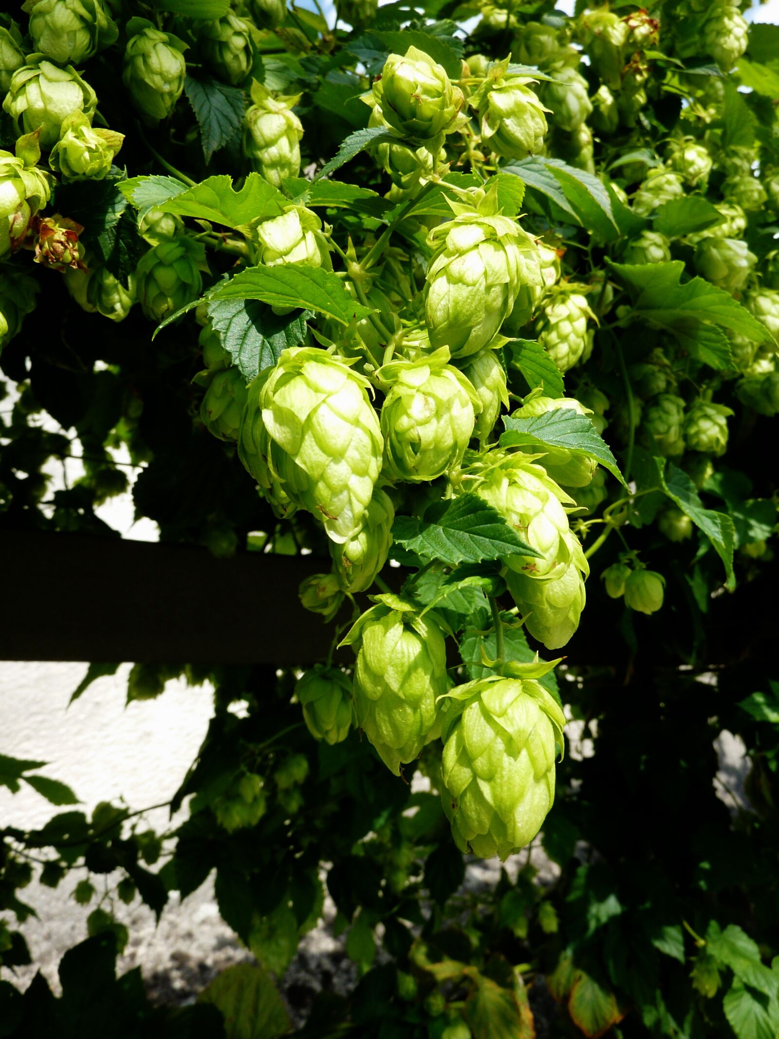 Panasonic DMC-TZ7 sample photo. Hops, beer, umbel photography