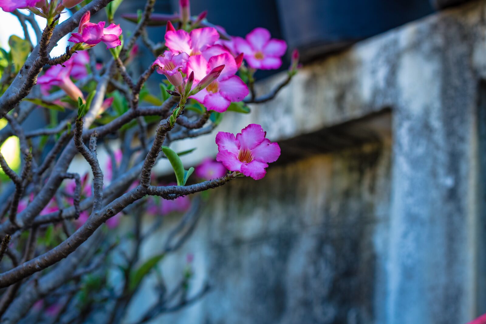 Canon EOS 700D (EOS Rebel T5i / EOS Kiss X7i) + Canon EF 50mm F1.8 STM sample photo. Invited to visit, flower photography