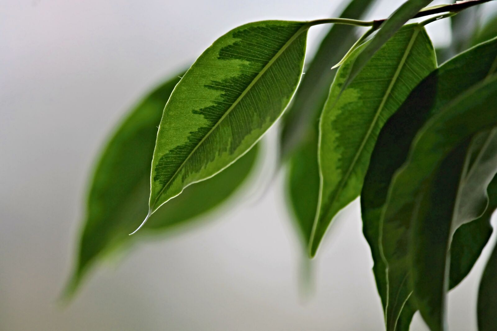 Canon EOS 1100D (EOS Rebel T3 / EOS Kiss X50) sample photo. Weeping fig, leaves, structure photography