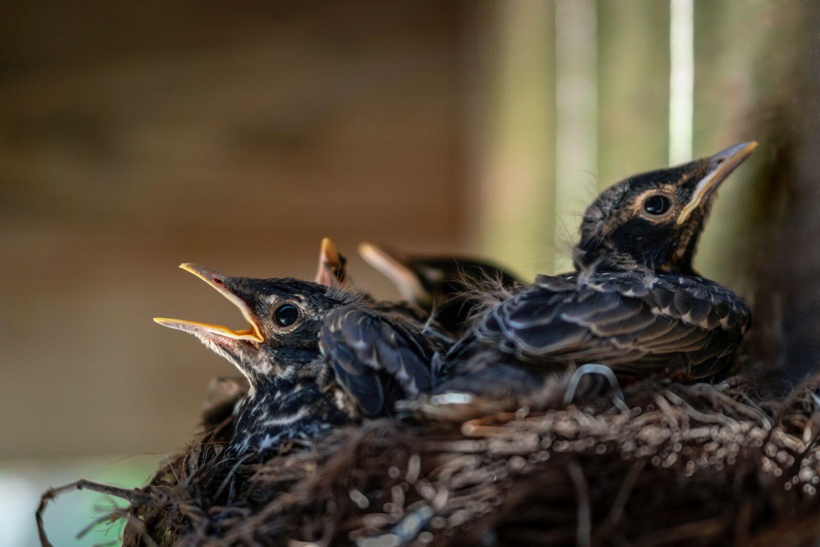 Sony a6300 + E 50mm F1.8 OSS sample photo. Bird, robin, baby robin photography