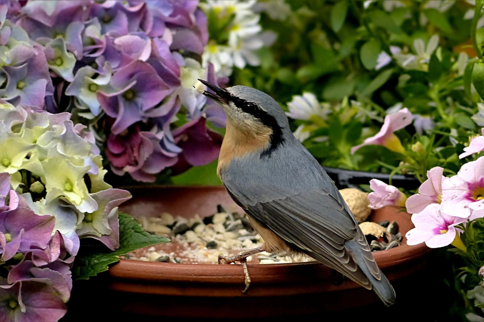 Panasonic Lumix DMC-FZ200 sample photo. Bird, kleiber, sitta europaea photography