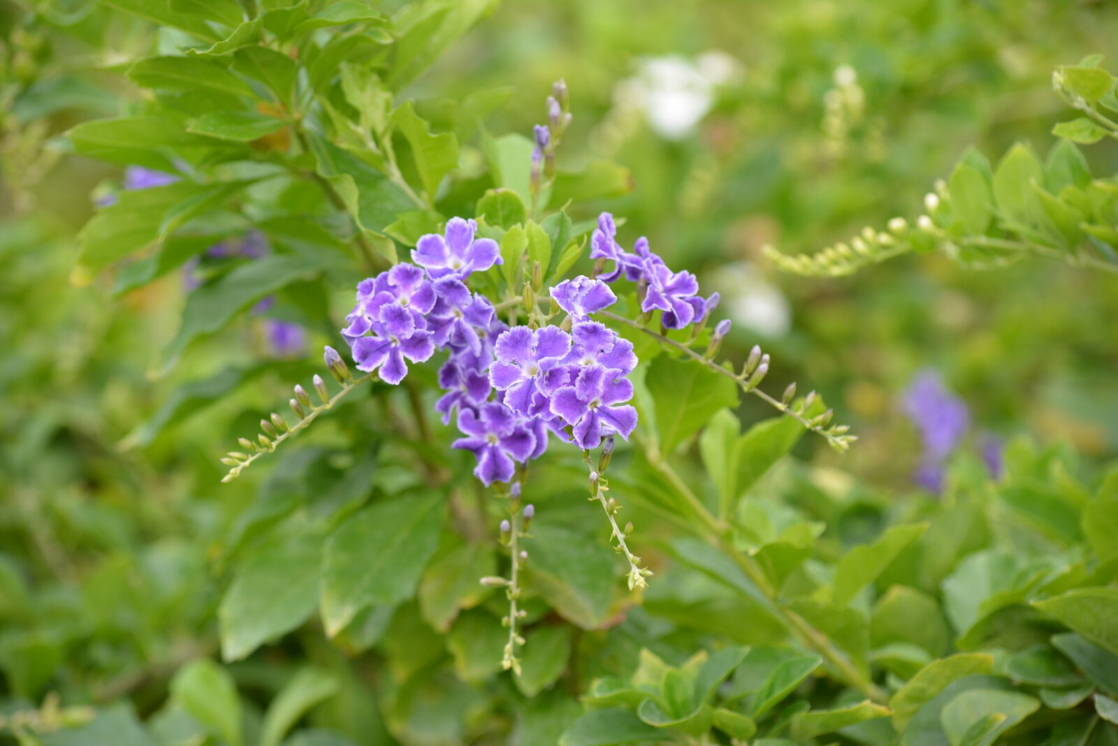 Nikon D5200 sample photo