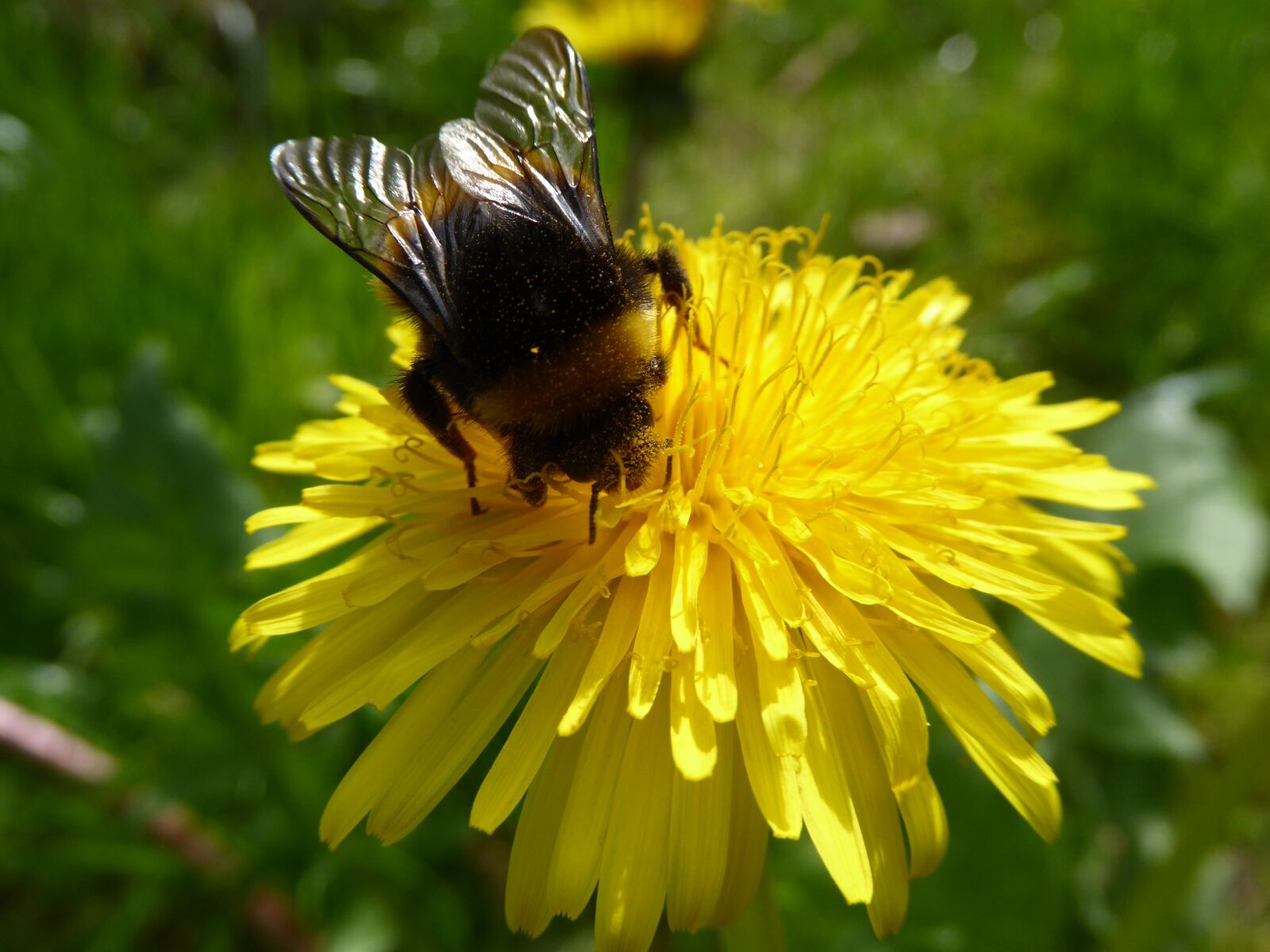 Panasonic DMC-TZ61 sample photo. Buttercup, snapdragon, dandelion photography