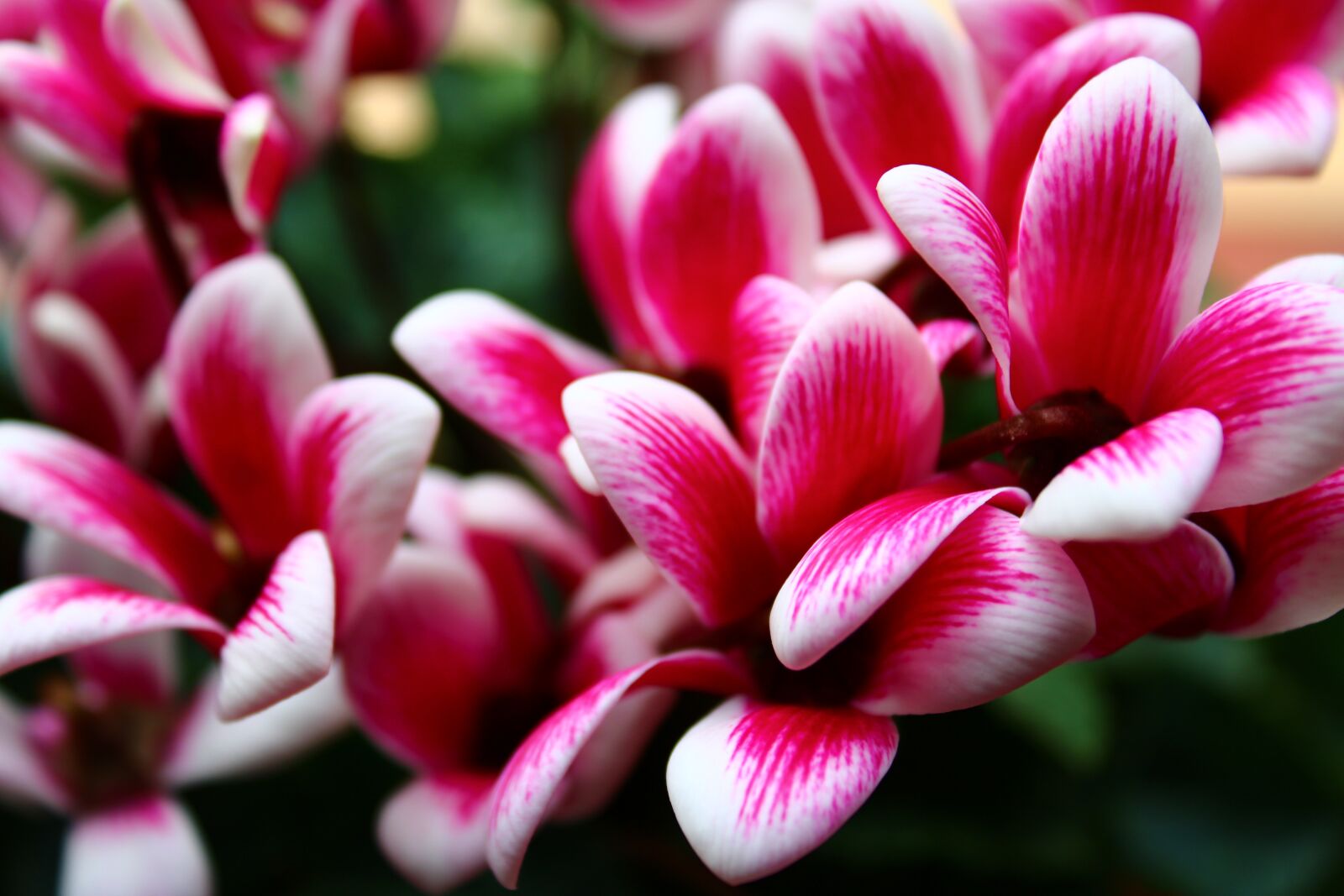 Canon EOS 2000D (EOS Rebel T7 / EOS Kiss X90 / EOS 1500D) sample photo. Cyclamen, blossom, nature photography