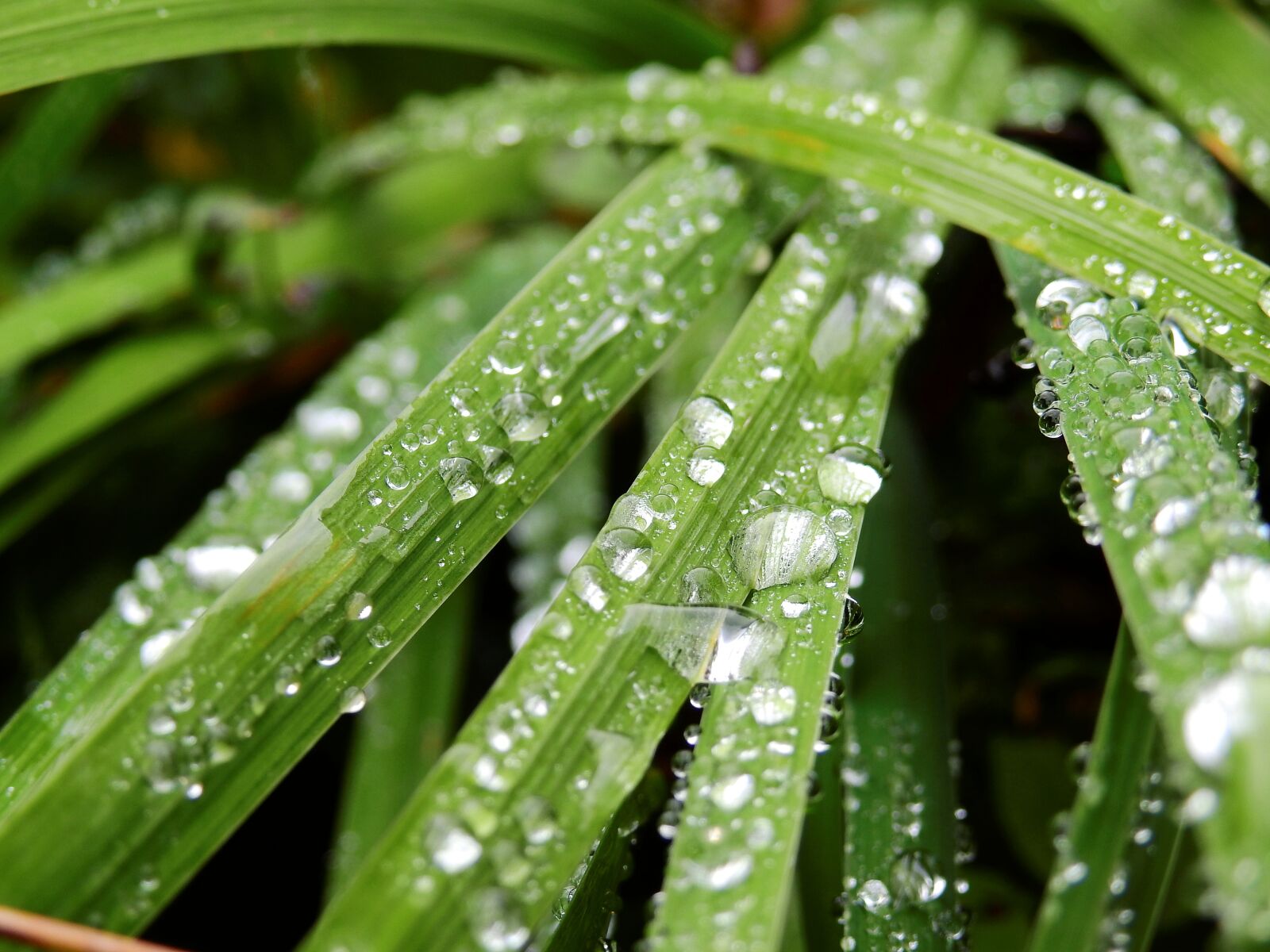 Nikon Coolpix P900 sample photo. Drip, water, drop of photography