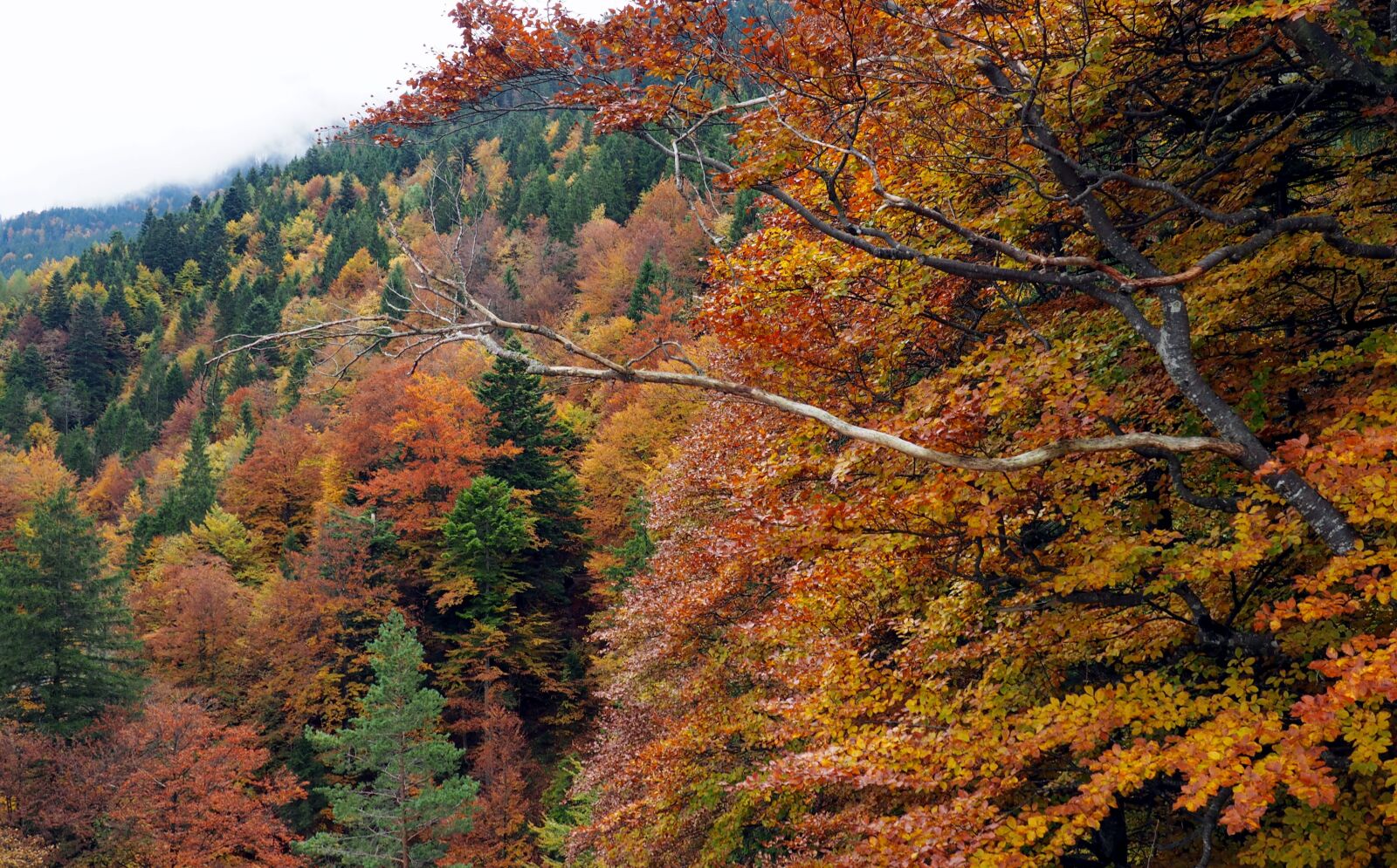 Olympus OM-D E-M10 sample photo. Fall, orange, green photography