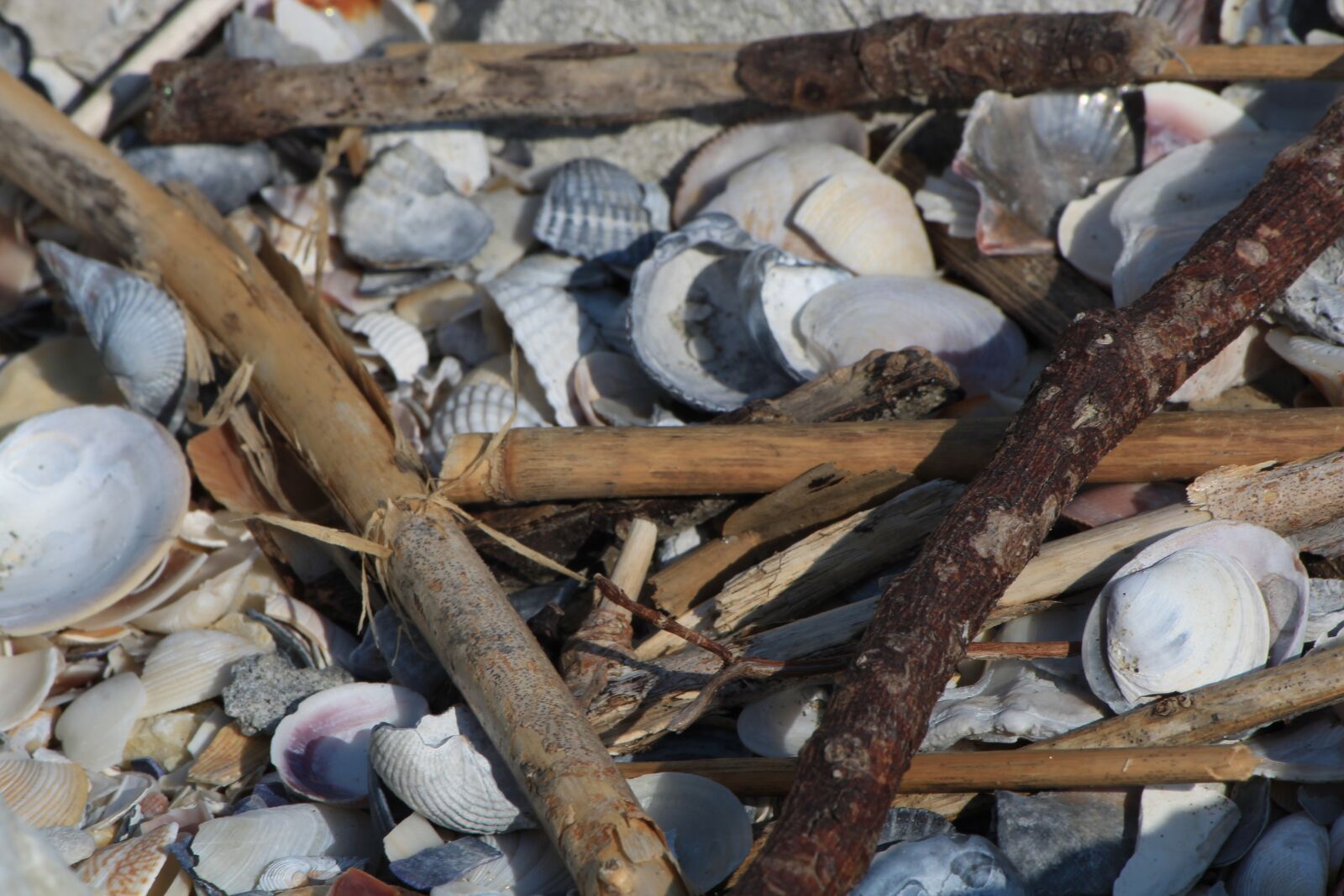 Canon EOS 600D (Rebel EOS T3i / EOS Kiss X5) sample photo. Seashell, sea sand, beach photography