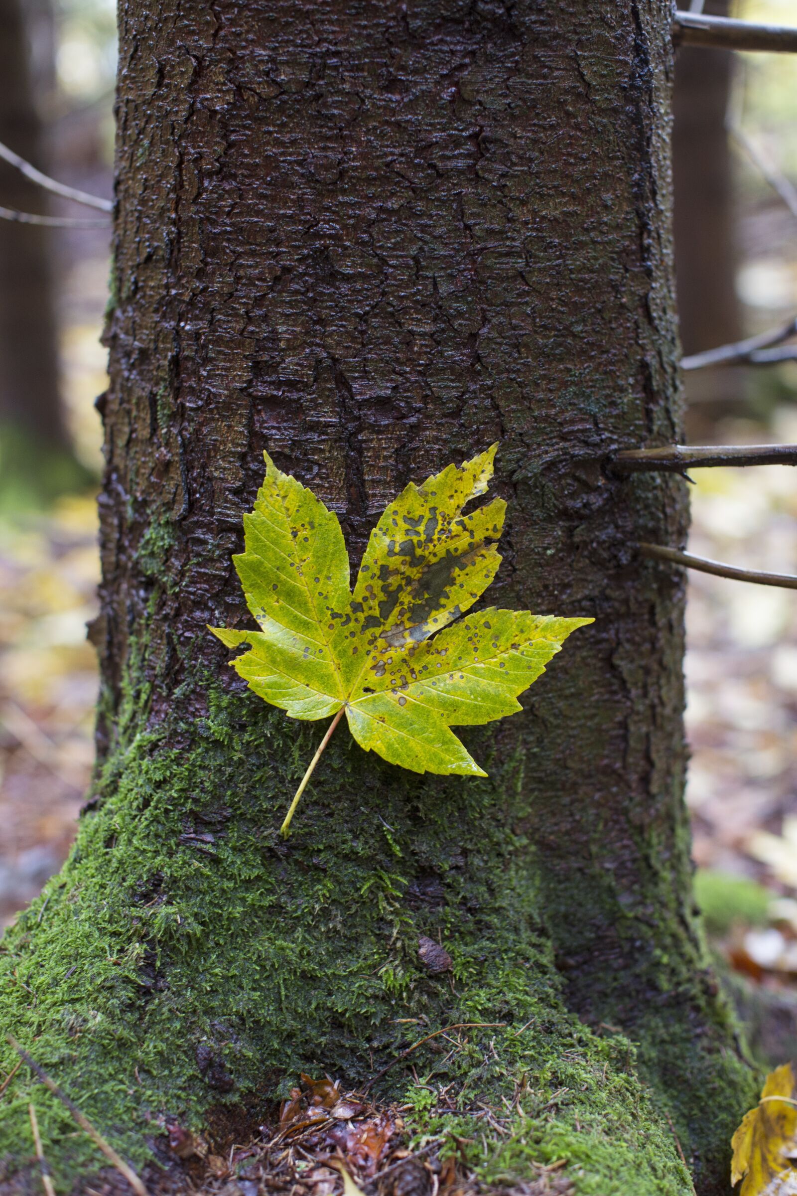 Canon EF 50mm F1.2L USM sample photo. Autumn, leaf, fall foliage photography