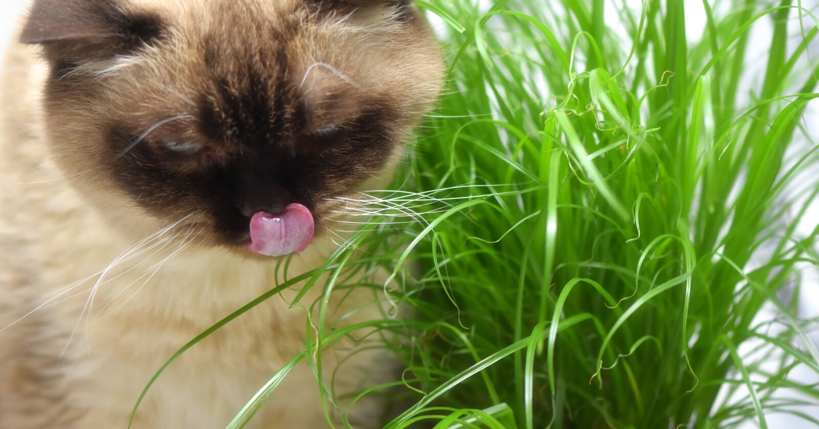 Nikon D7200 sample photo. British shorthair, cat grass photography