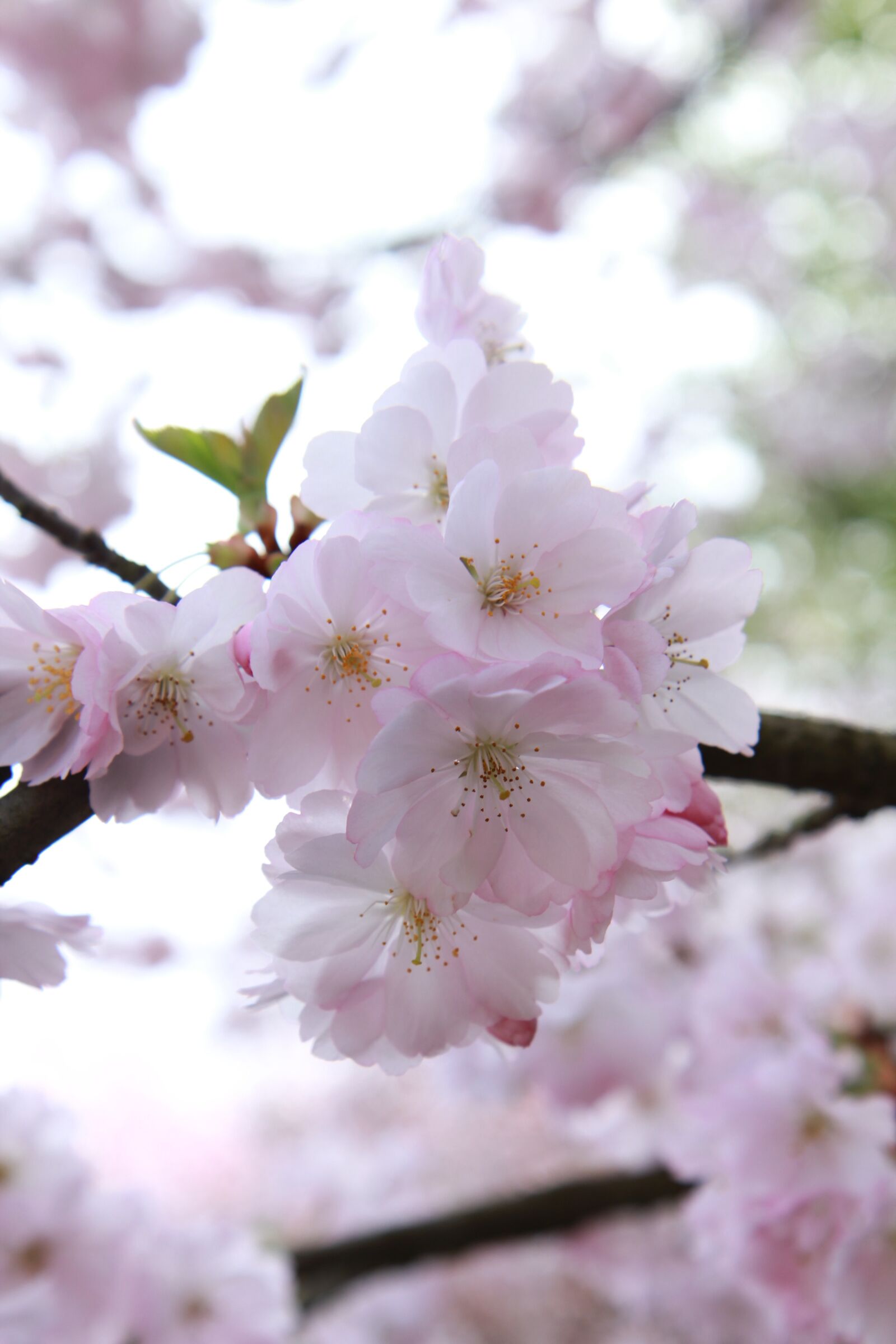 Canon EOS 60D sample photo. Cherry wood, flower, branch photography
