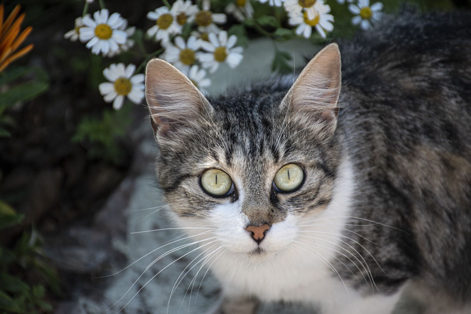 Nikon D5500 sample photo. Cat, kitten, cute photography