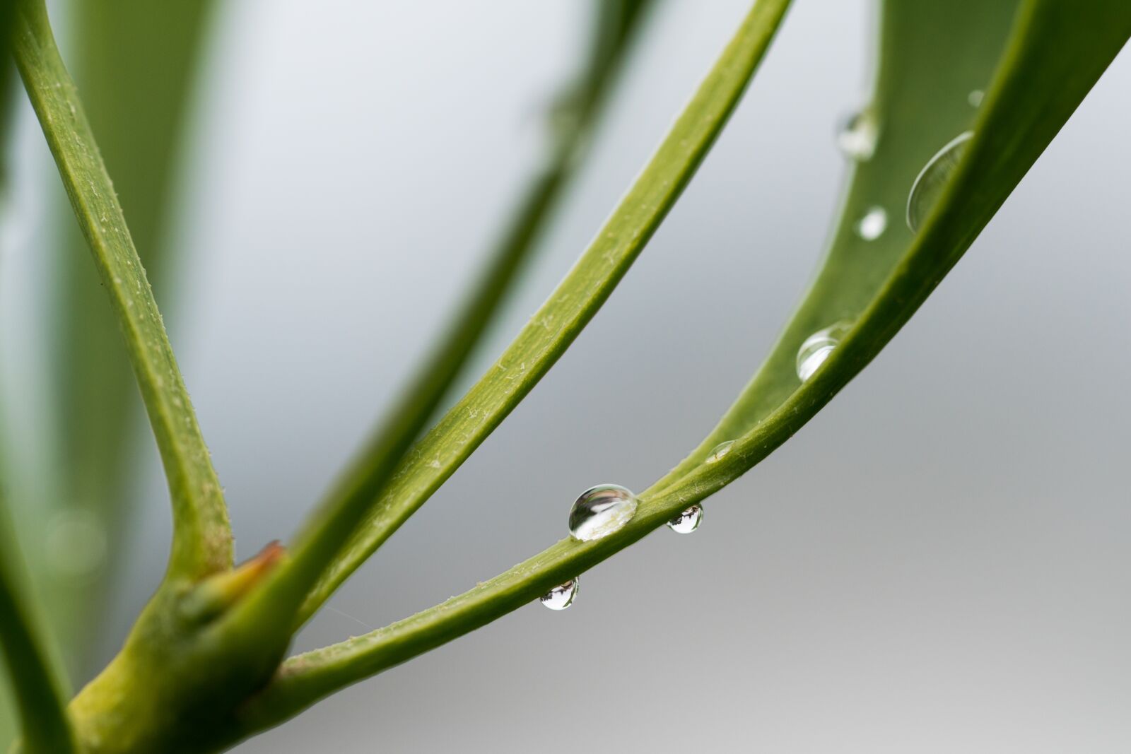 Sony a7R II + Sony FE 90mm F2.8 Macro G OSS sample photo. Leaf, drip, drop of photography