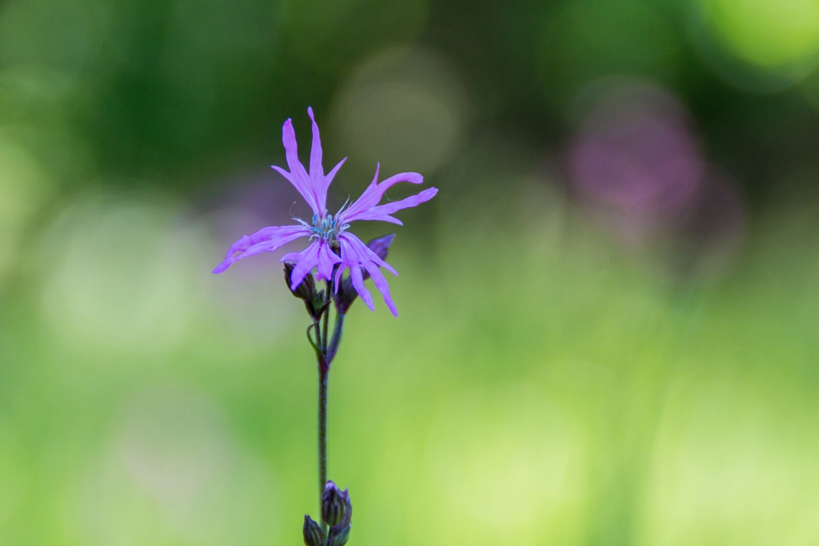 Canon EOS 100D (EOS Rebel SL1 / EOS Kiss X7) sample photo. Violet, flower, wildflower photography