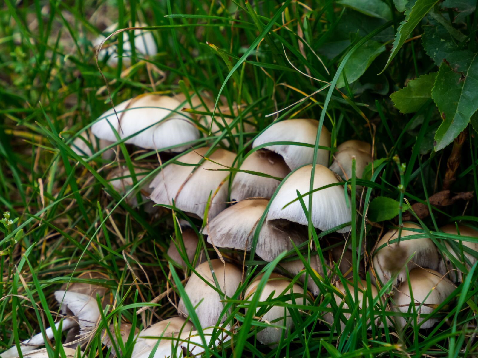 Olympus M.Zuiko Digital ED 12-200mm F3.5-6.3 sample photo. Mushrooms, proximity, grass photography