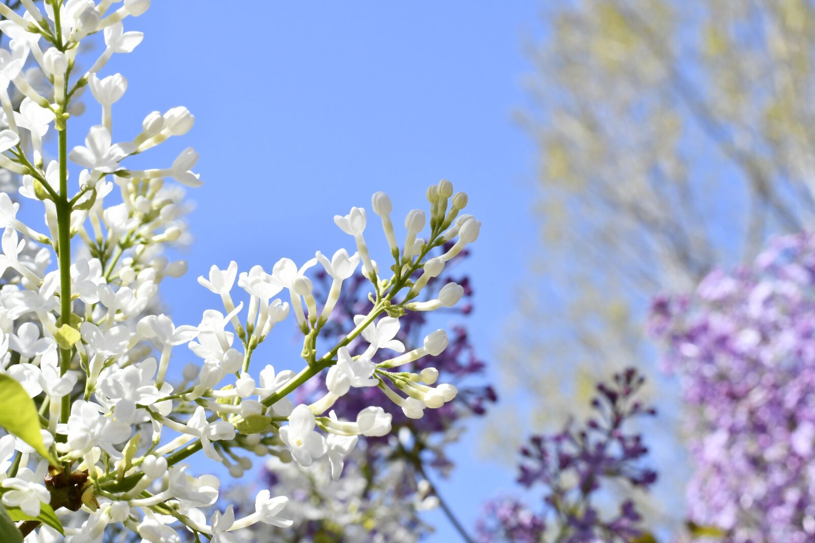 Nikon D7500 sample photo. Spring, flowers, plant photography