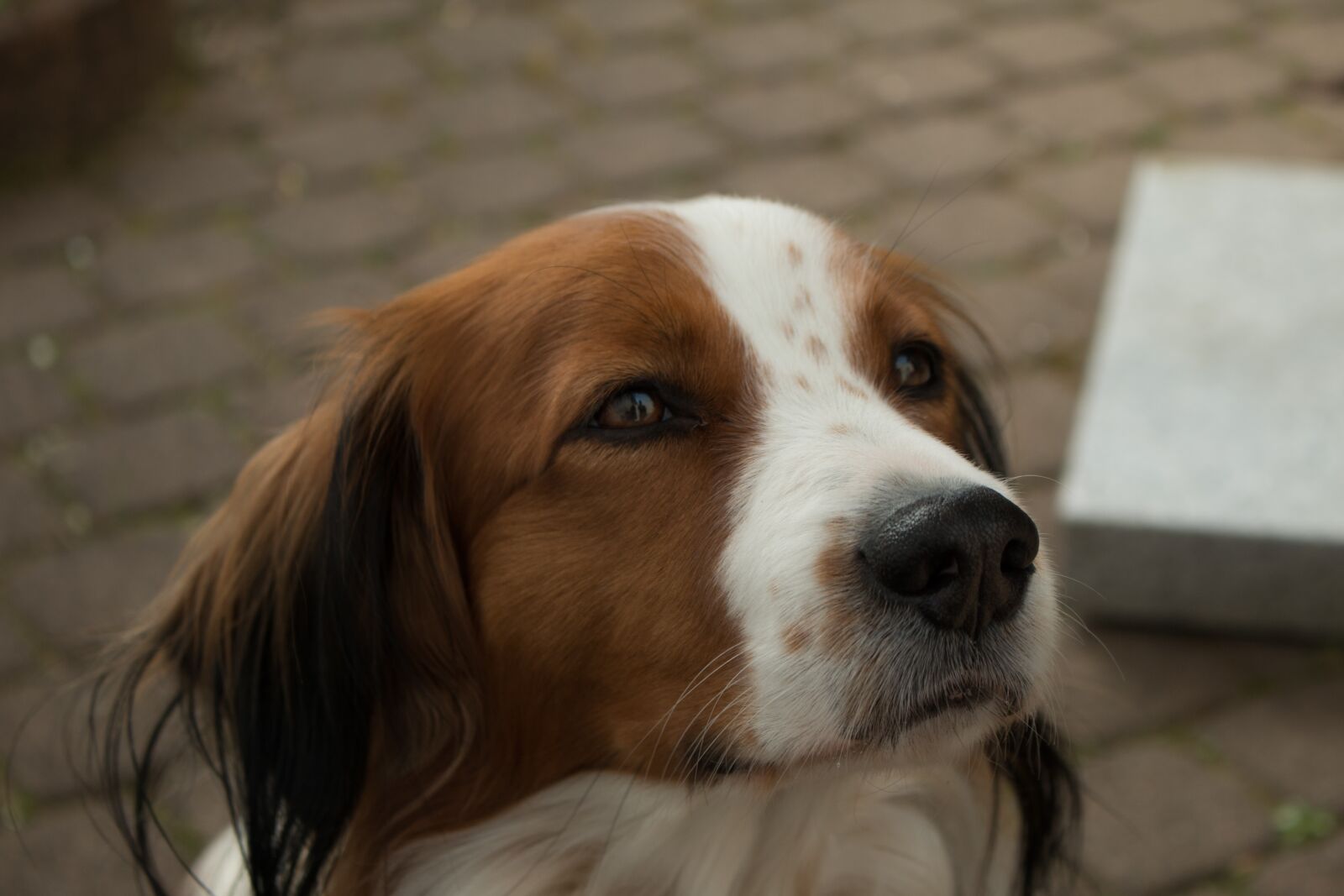 Canon EOS 70D sample photo. Dog, hybrid, pet photography