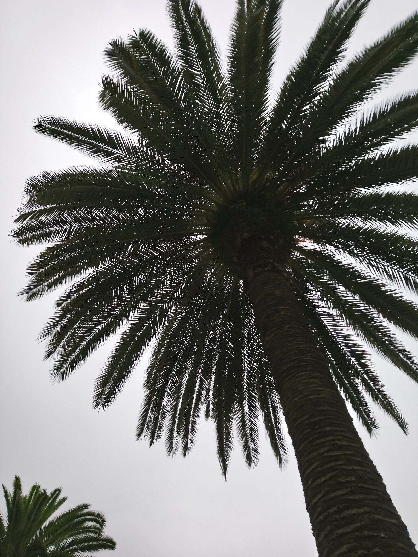 Sony Xperia XA1 Plus sample photo. Palm, tree, sky photography