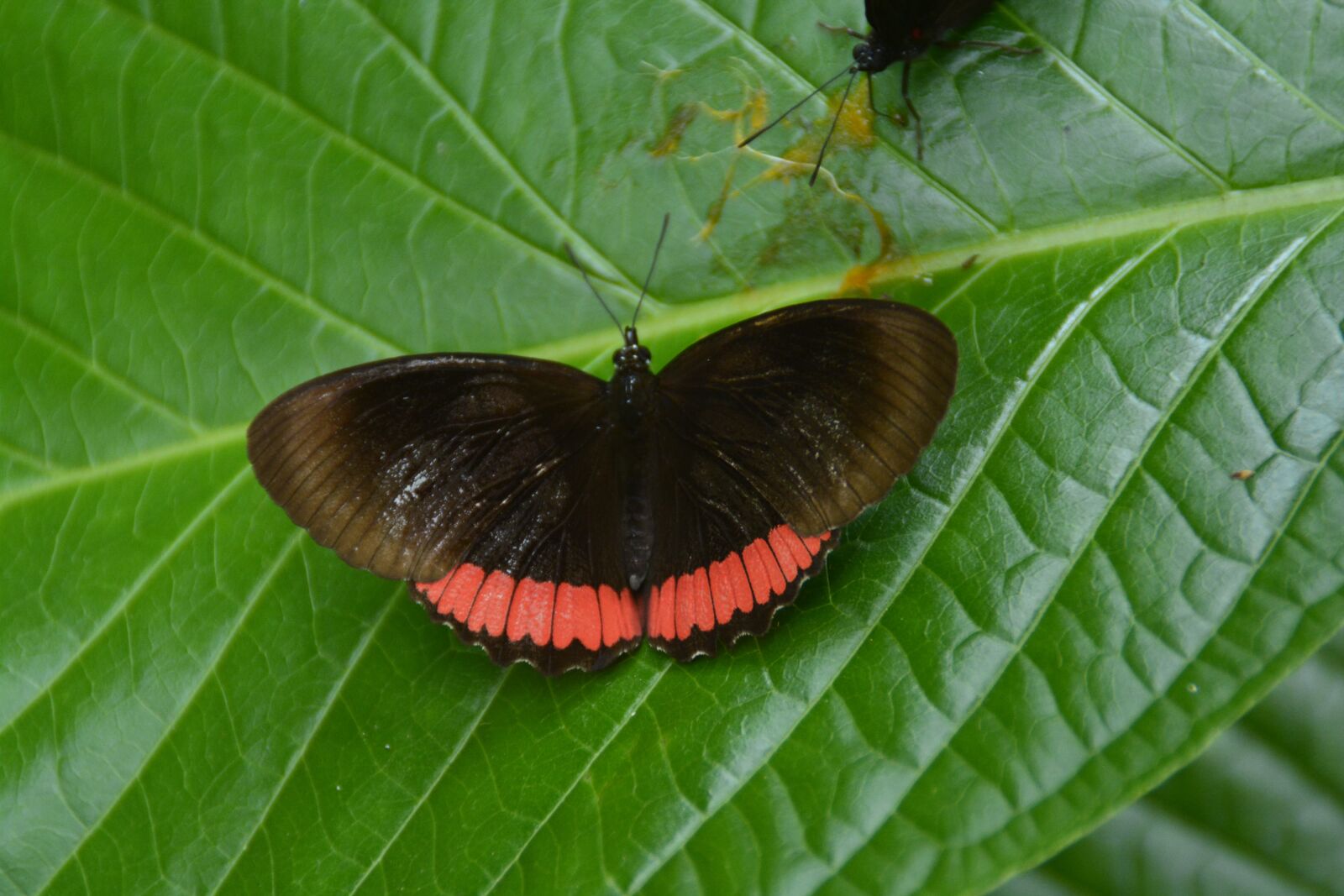 Nikon D5200 sample photo. Butterfly, insect, leaf photography