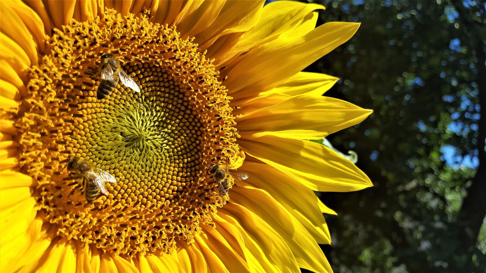 Samsung Galaxy S6 sample photo. Sunflower, flower, nature photography