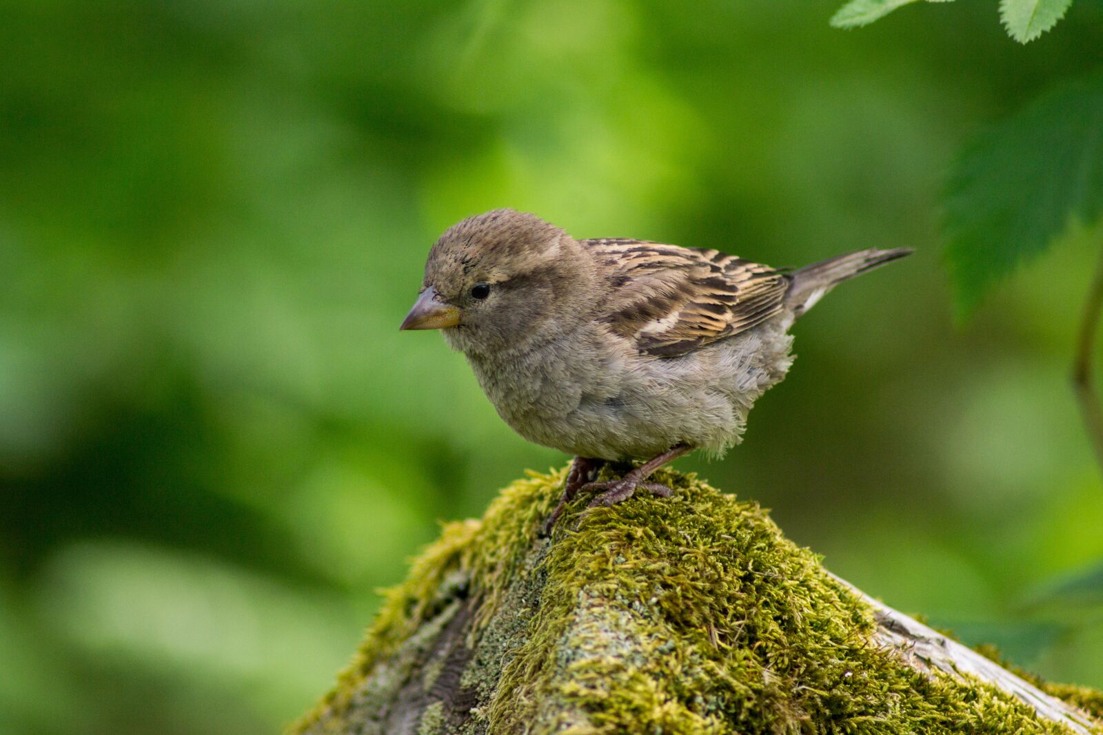 Nikon D3100 sample photo. Animal, bird, close-up photography