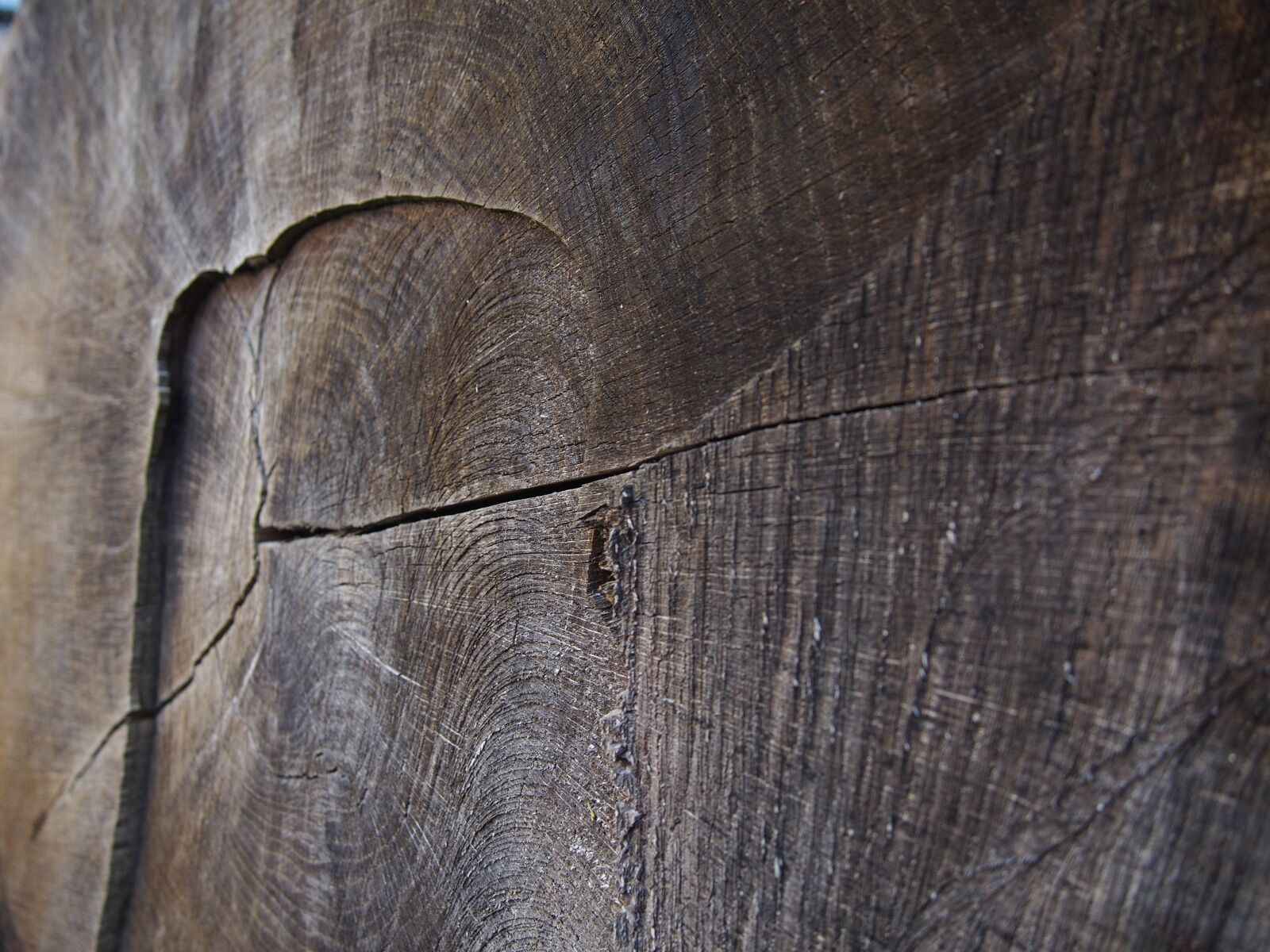 Olympus PEN E-PL5 sample photo. Wood, tribe, tree photography