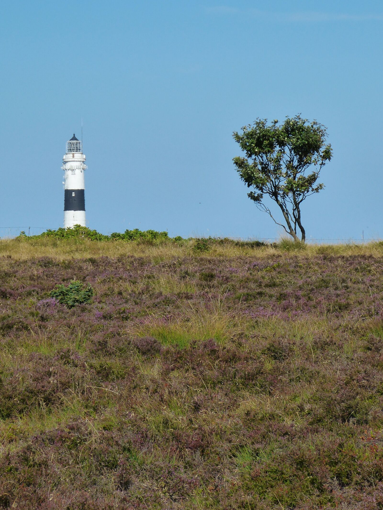 Panasonic Lumix DMC-FZ150 sample photo. Sylt, heide, heather photography