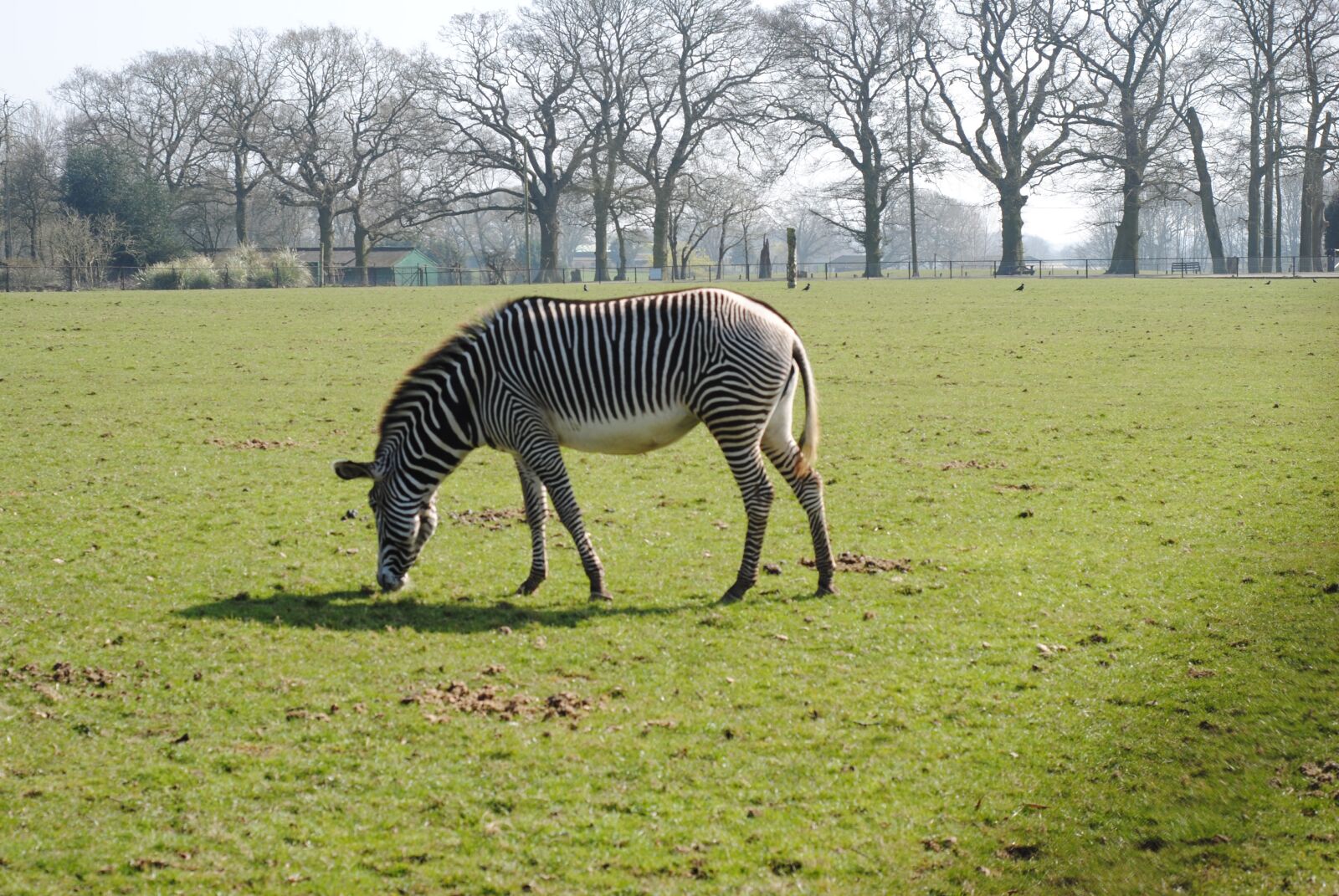 Nikon D3000 sample photo. Zebra, zoo, africa photography