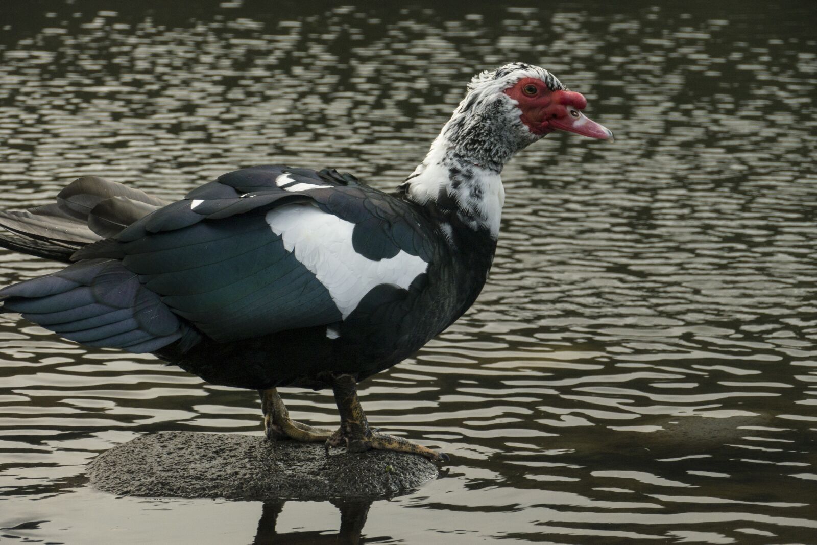 Panasonic Lumix DMC-GH2 + Panasonic Lumix G Vario HD 14-140mm F4-5.8 OIS sample photo. Muscovy ducks, birds, feathers photography