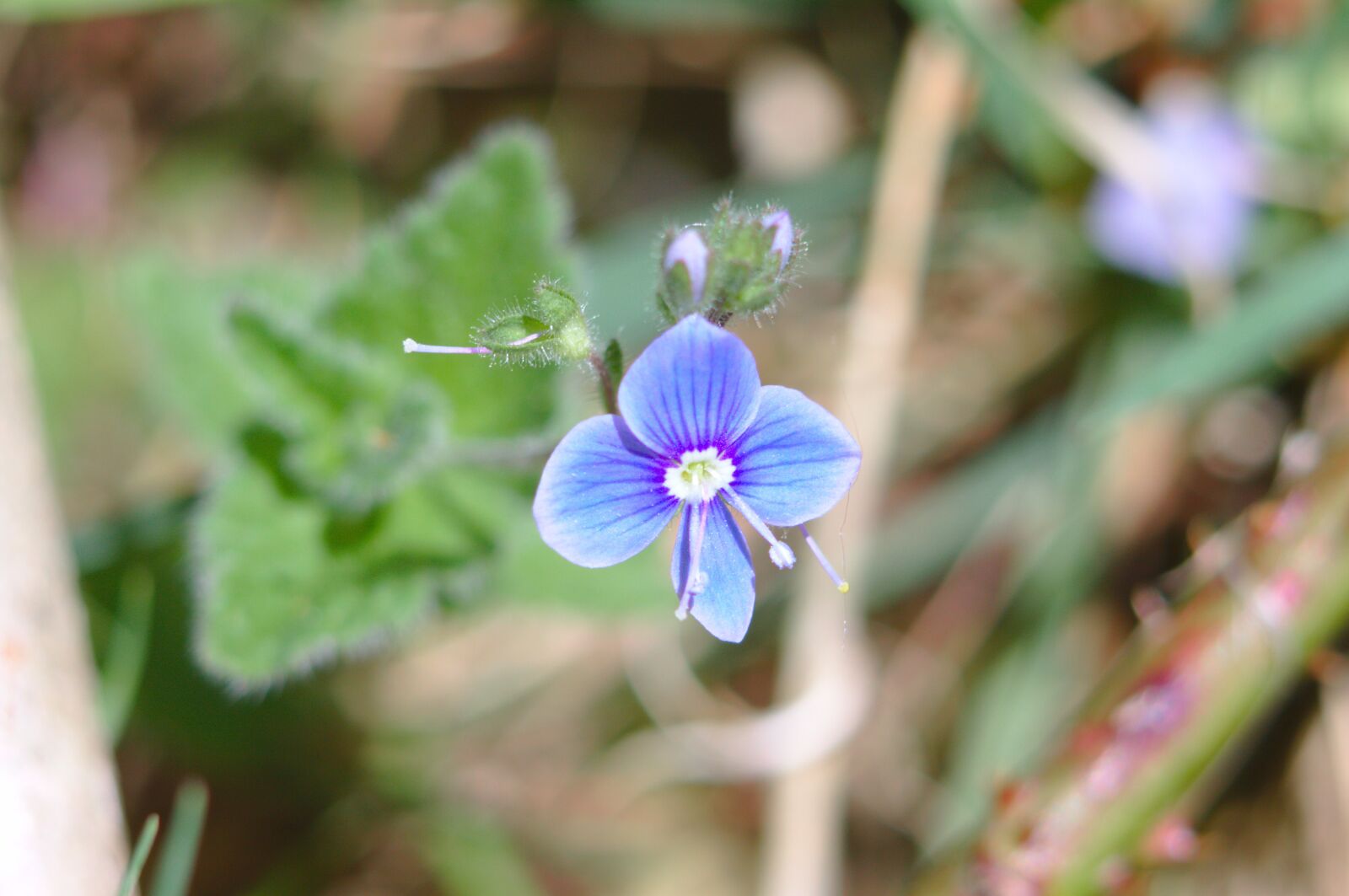Canon EOS 50D sample photo. Speedwell, veronica, blue photography