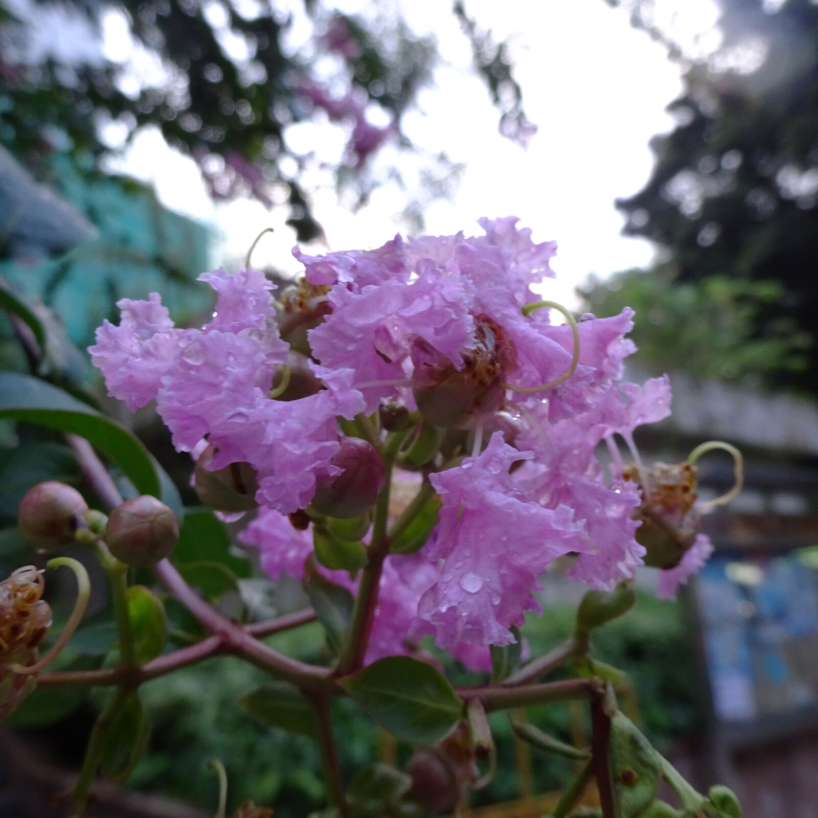 Sony Cyber-shot DSC-WX350 sample photo. Flower, pink photography